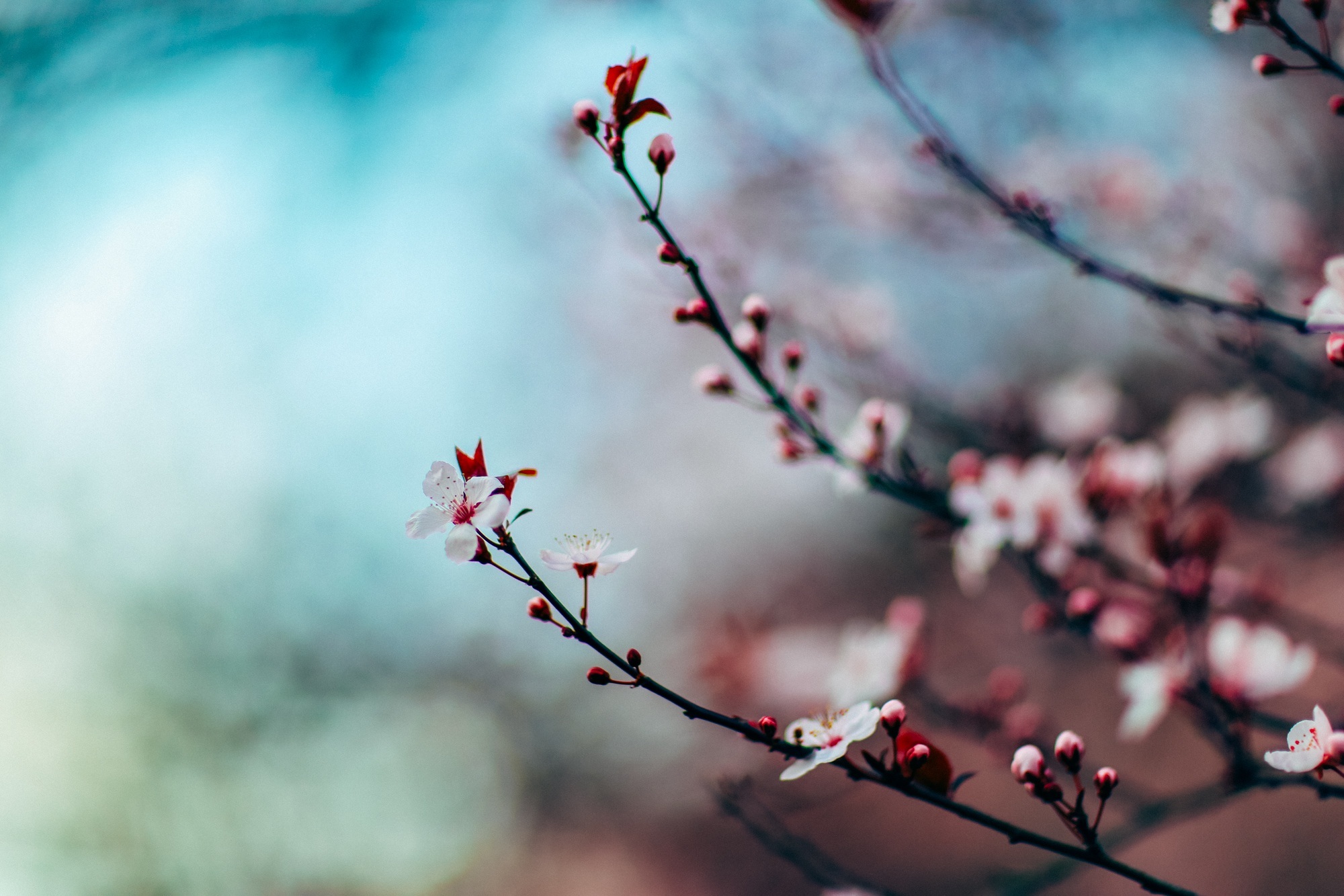 Download mobile wallpaper Smooth, Branch, Bloom, Flowering, Macro, Cherry, Blur for free.