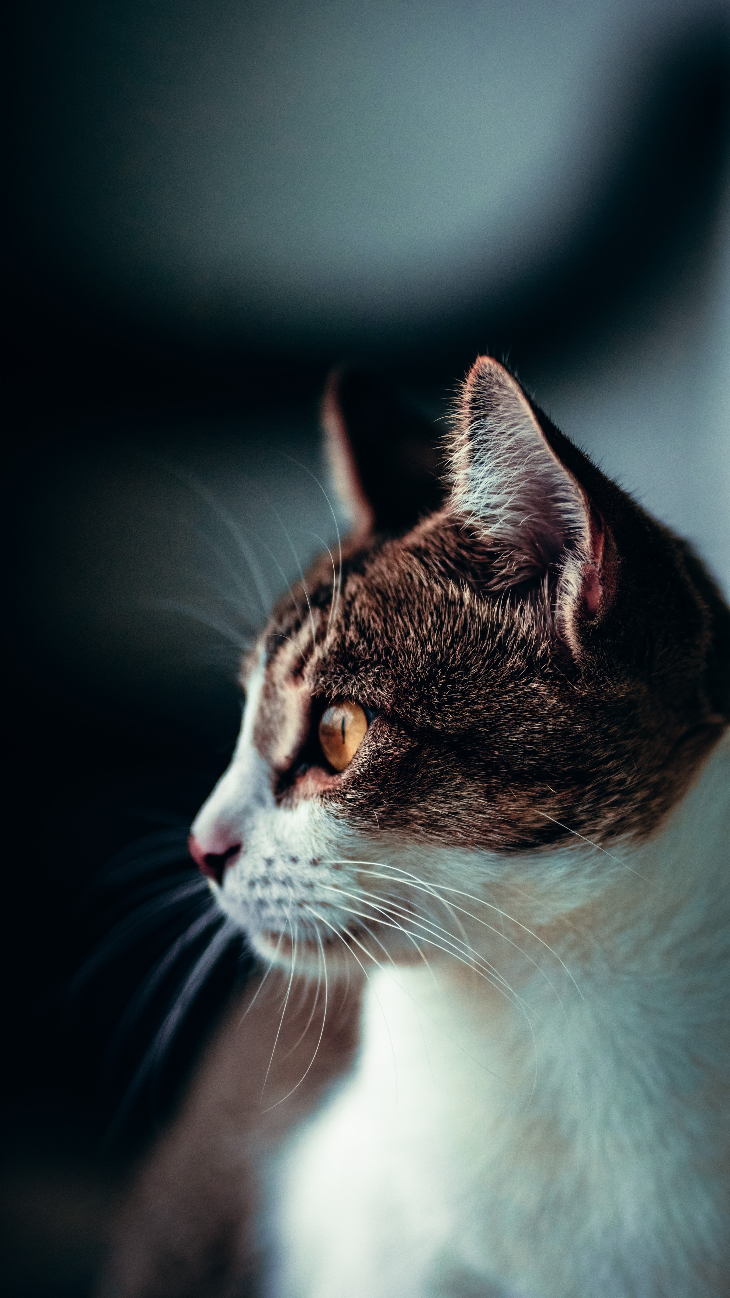 cat, animals, pet, sight, opinion, profile Free Stock Photo