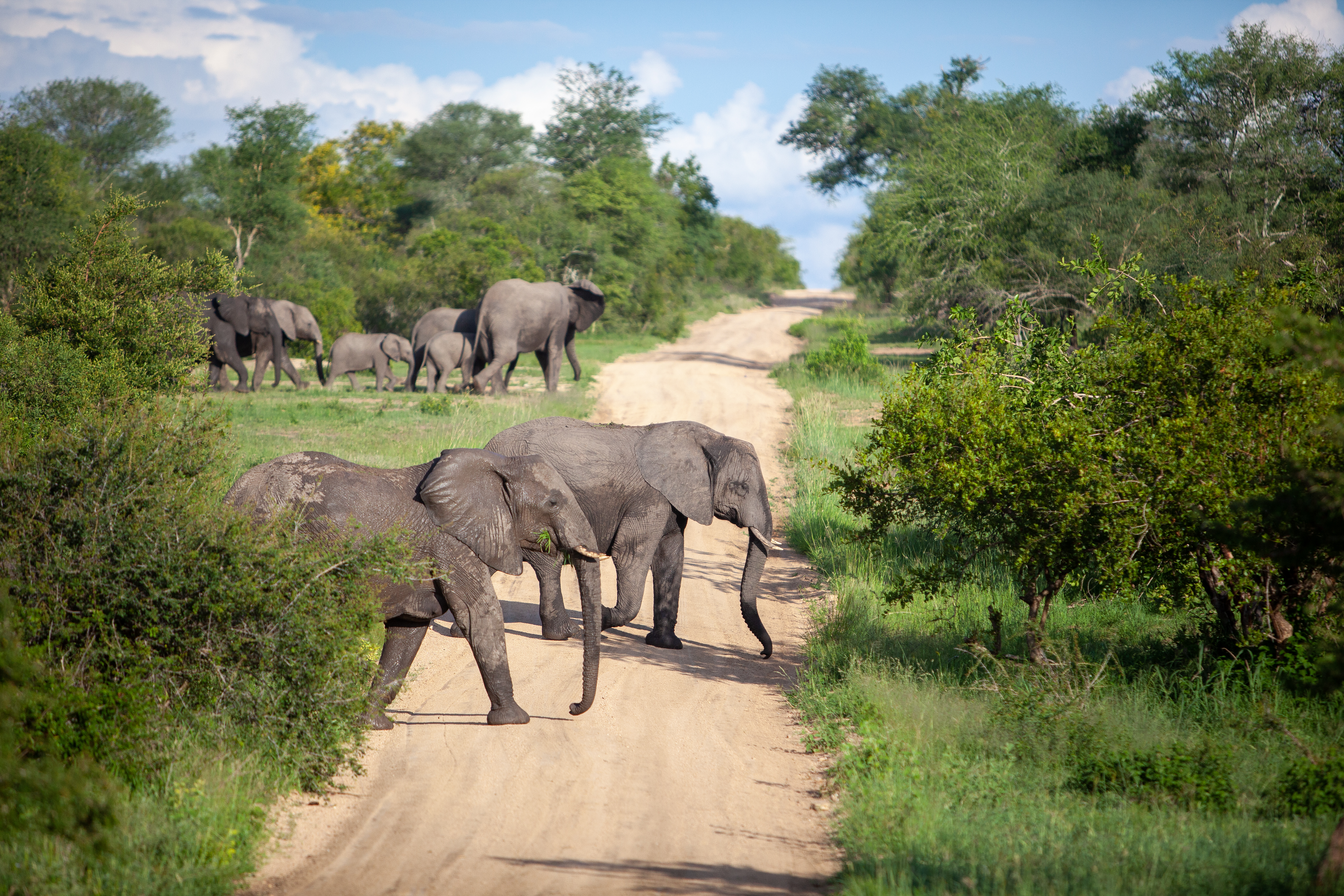 animals, savanna, elephants, road