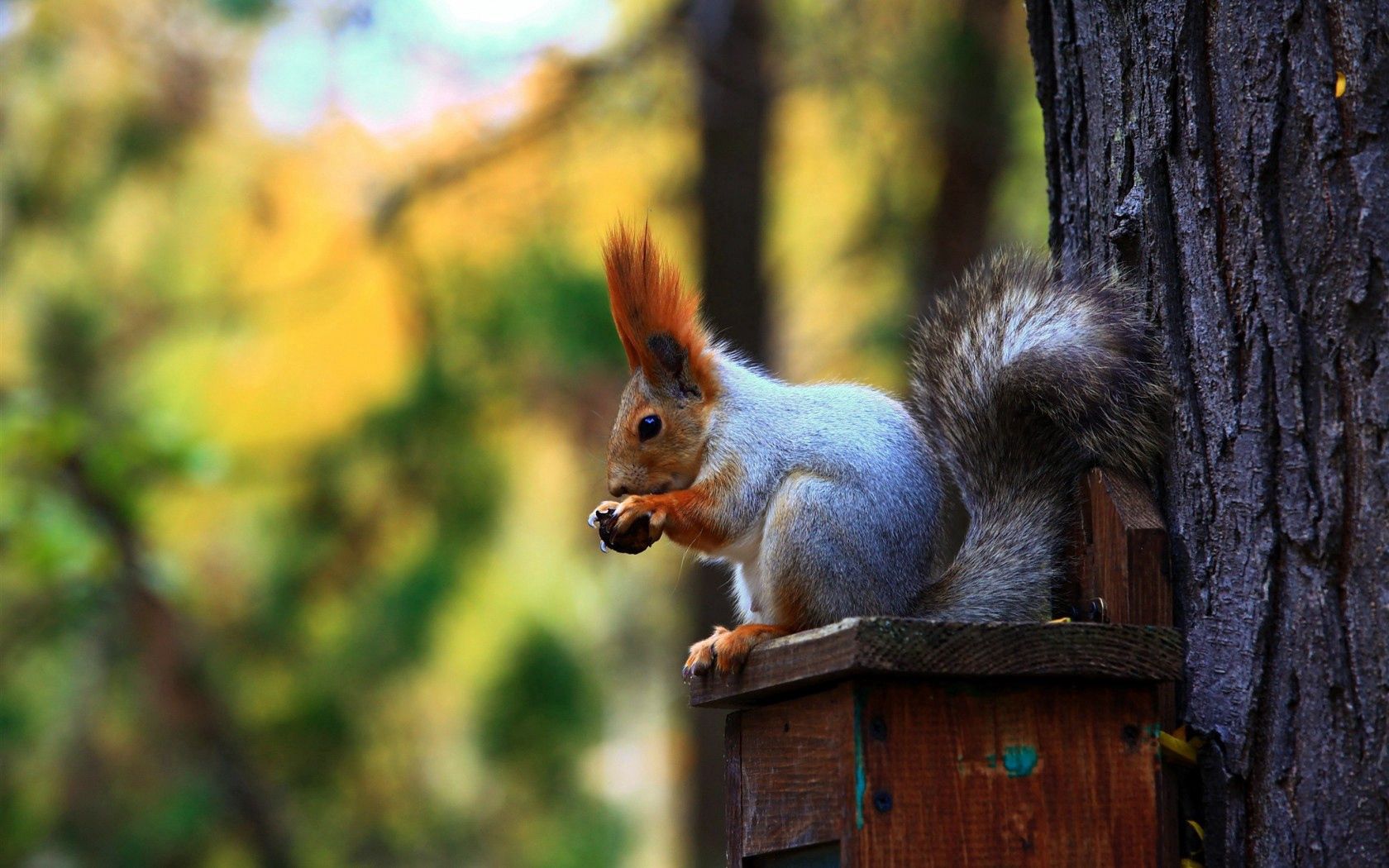 wallpapers animals, squirrel, wood, forest, tree, ears, tail, trough, feeder