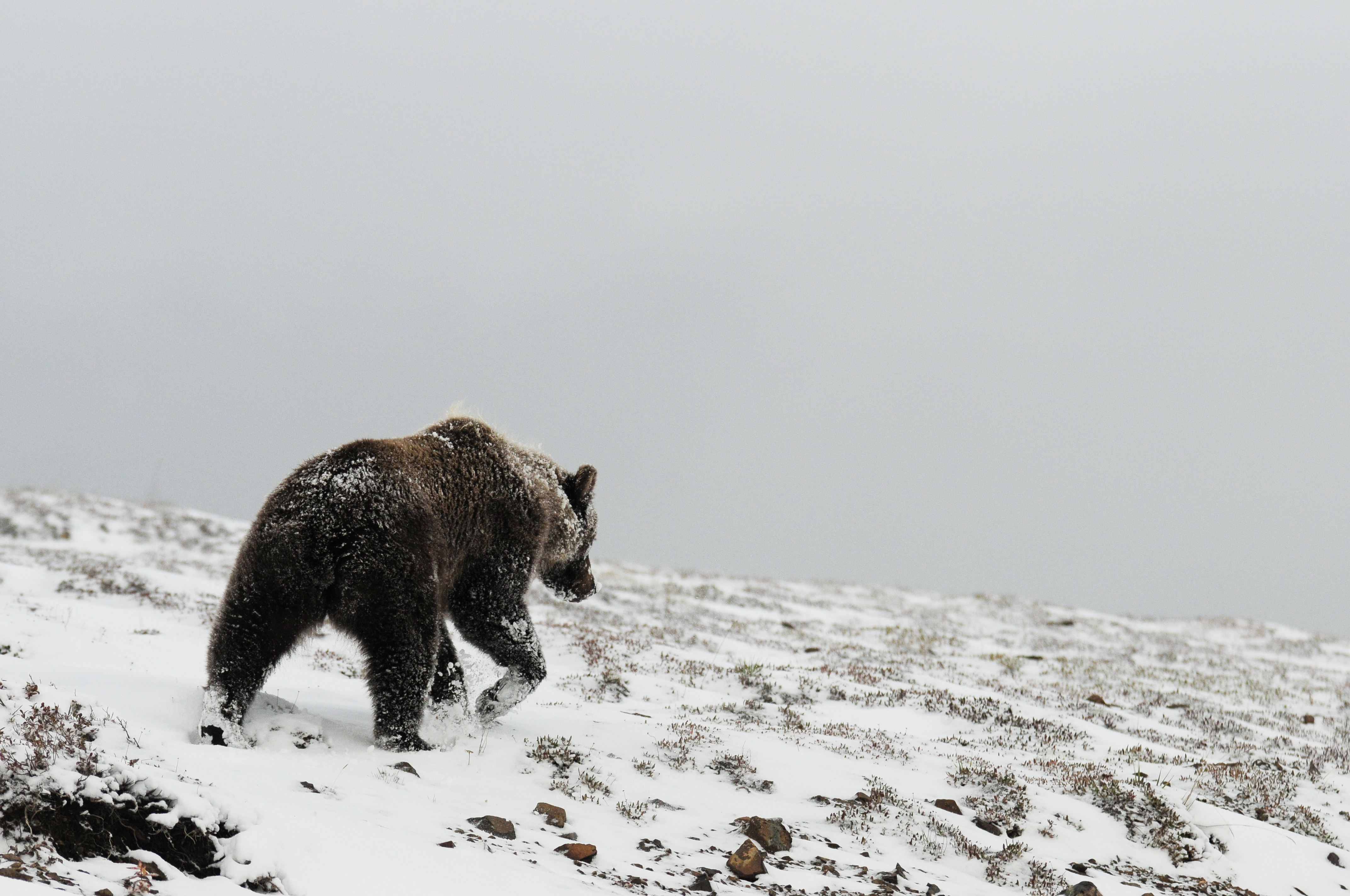 animals, winter, snow, bear, grizzly, grizzly bear, north Full HD