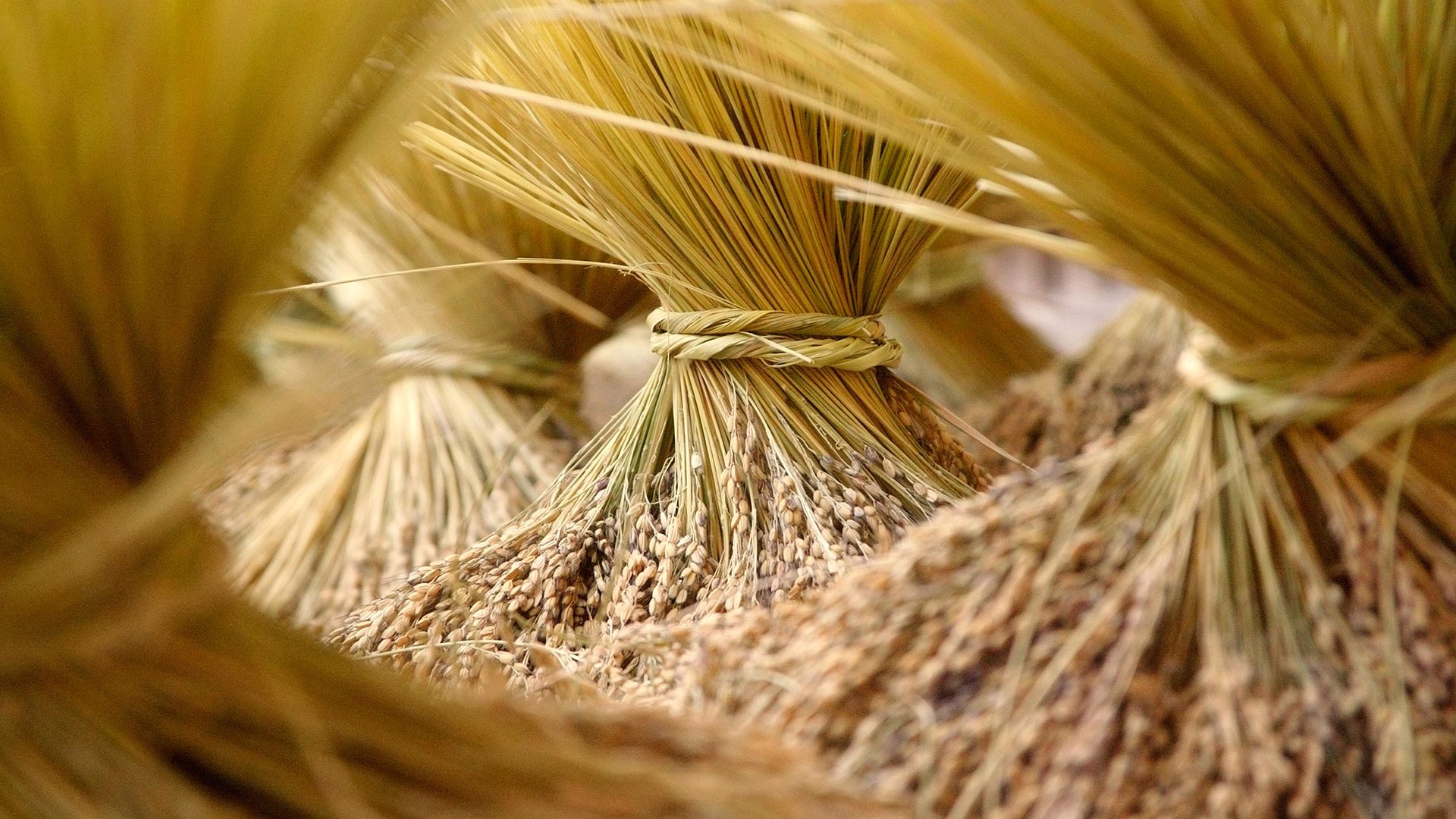 harvest, earth, wheat HD wallpaper