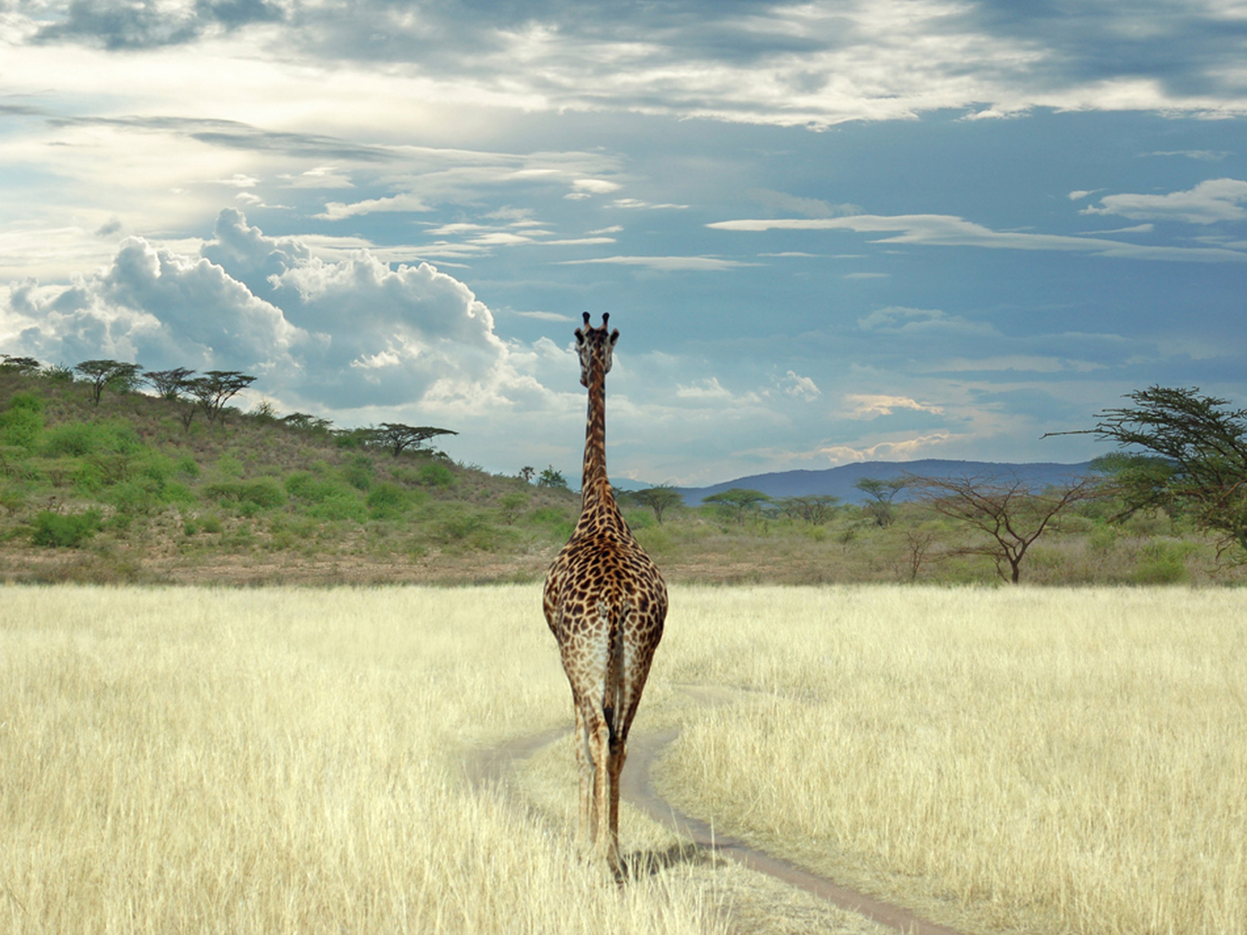 6820 descargar fondo de pantalla jirafas, animales, cielo: protectores de pantalla e imágenes gratis