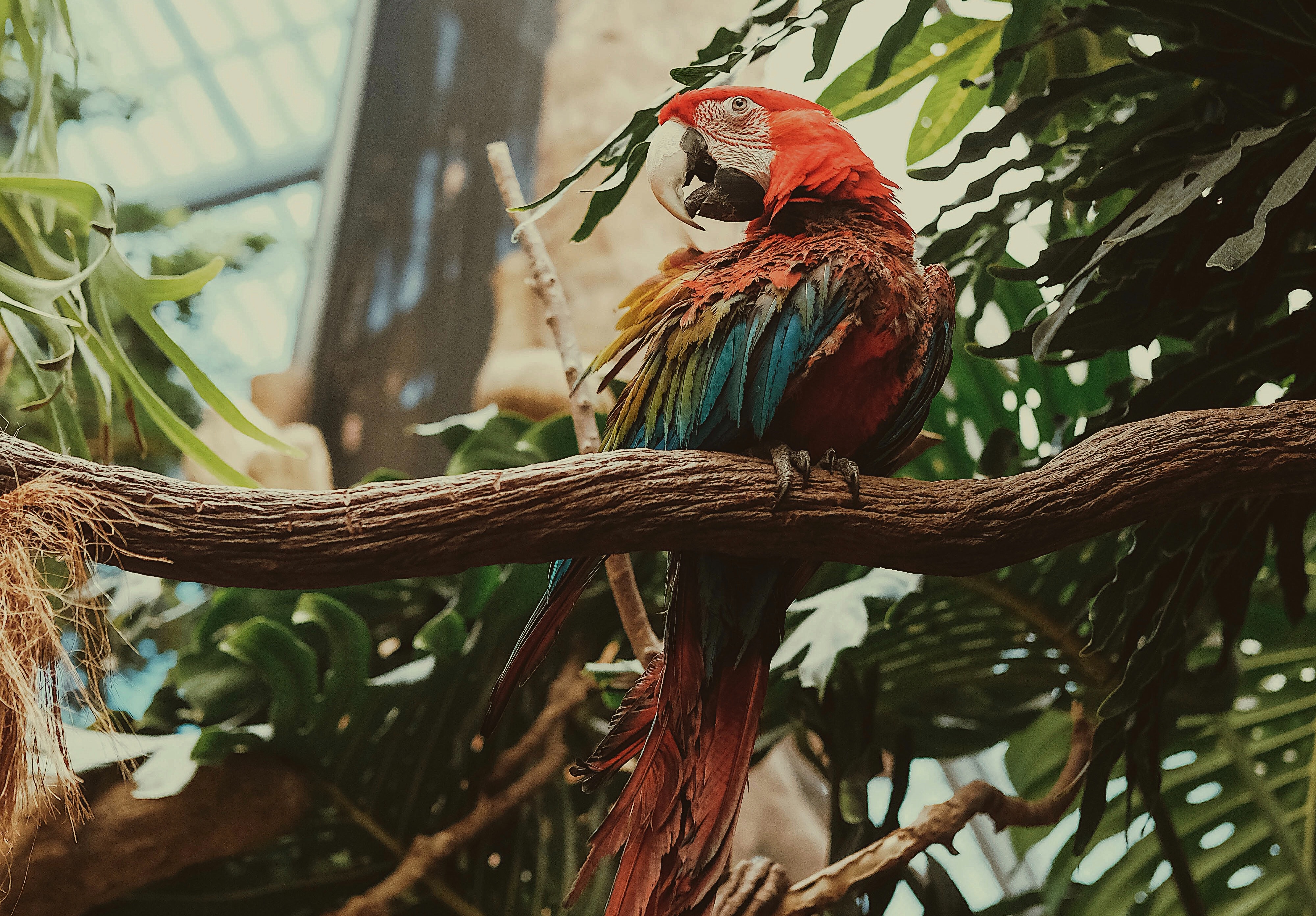 Download mobile wallpaper Motley, Animals, Bird, Multicolored, Macaw, Parrots for free.