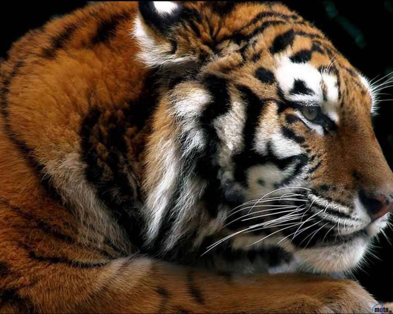 1132 Hintergrundbild herunterladen tiere, tigers - Bildschirmschoner und Bilder kostenlos