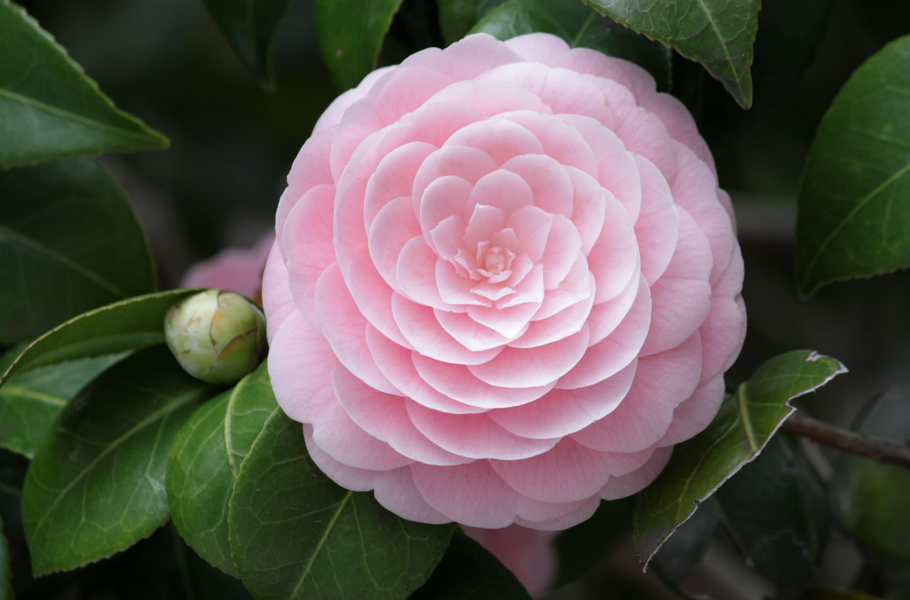 Laden Sie Camellia HD-Desktop-Hintergründe herunter