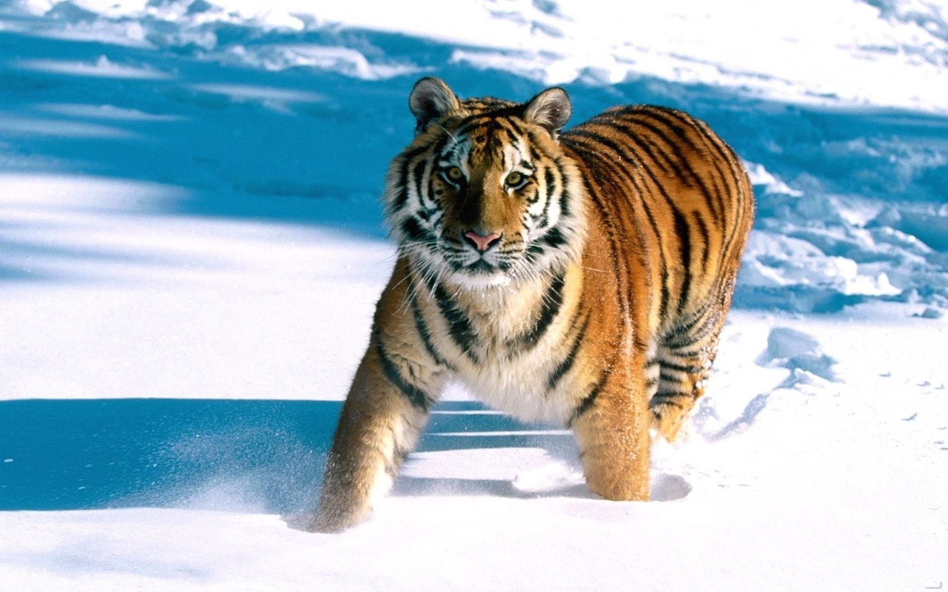 Mobile wallpaper run away, animals, snow, predator, tiger, run