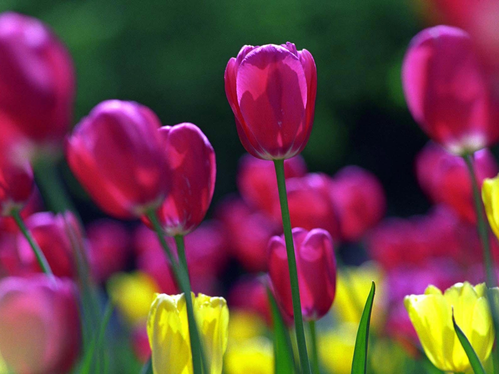  Tulips HD Android Wallpapers