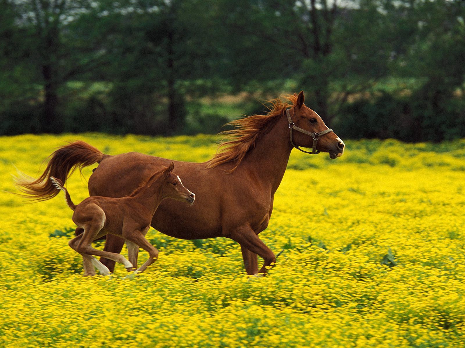 animals, grass, bounce, jump, horse, stallion Image for desktop