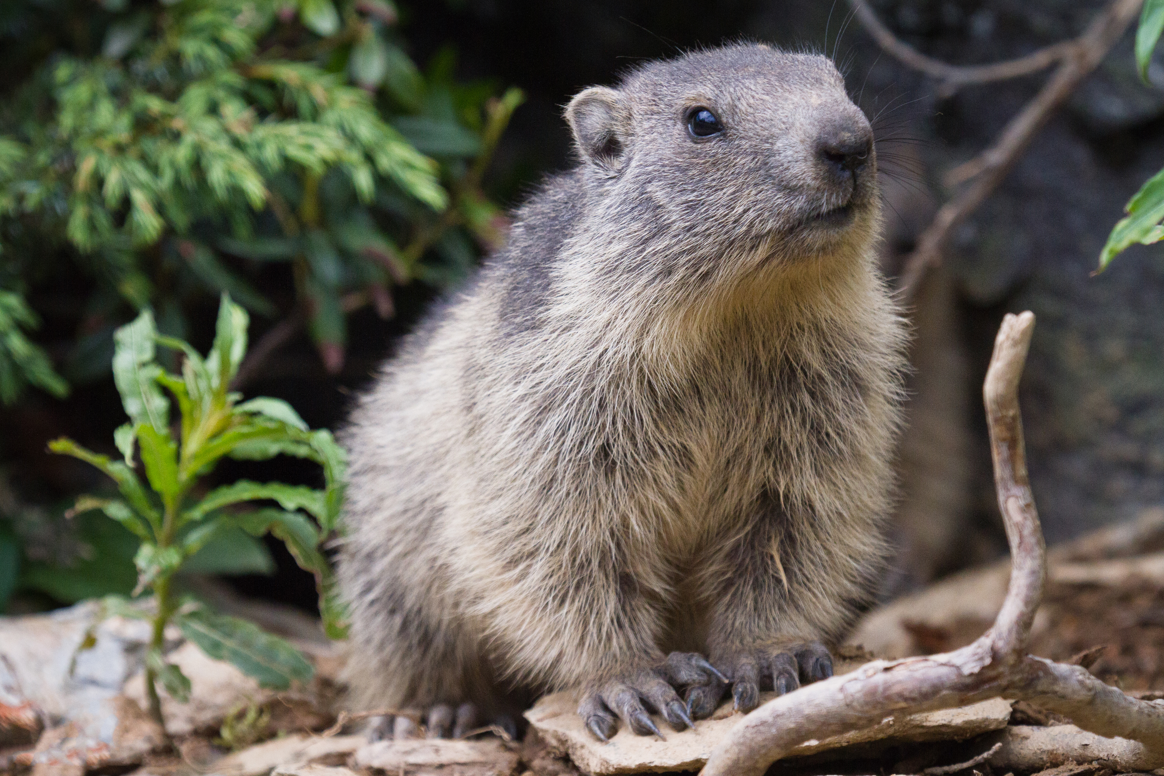 animal, marmot cellphone