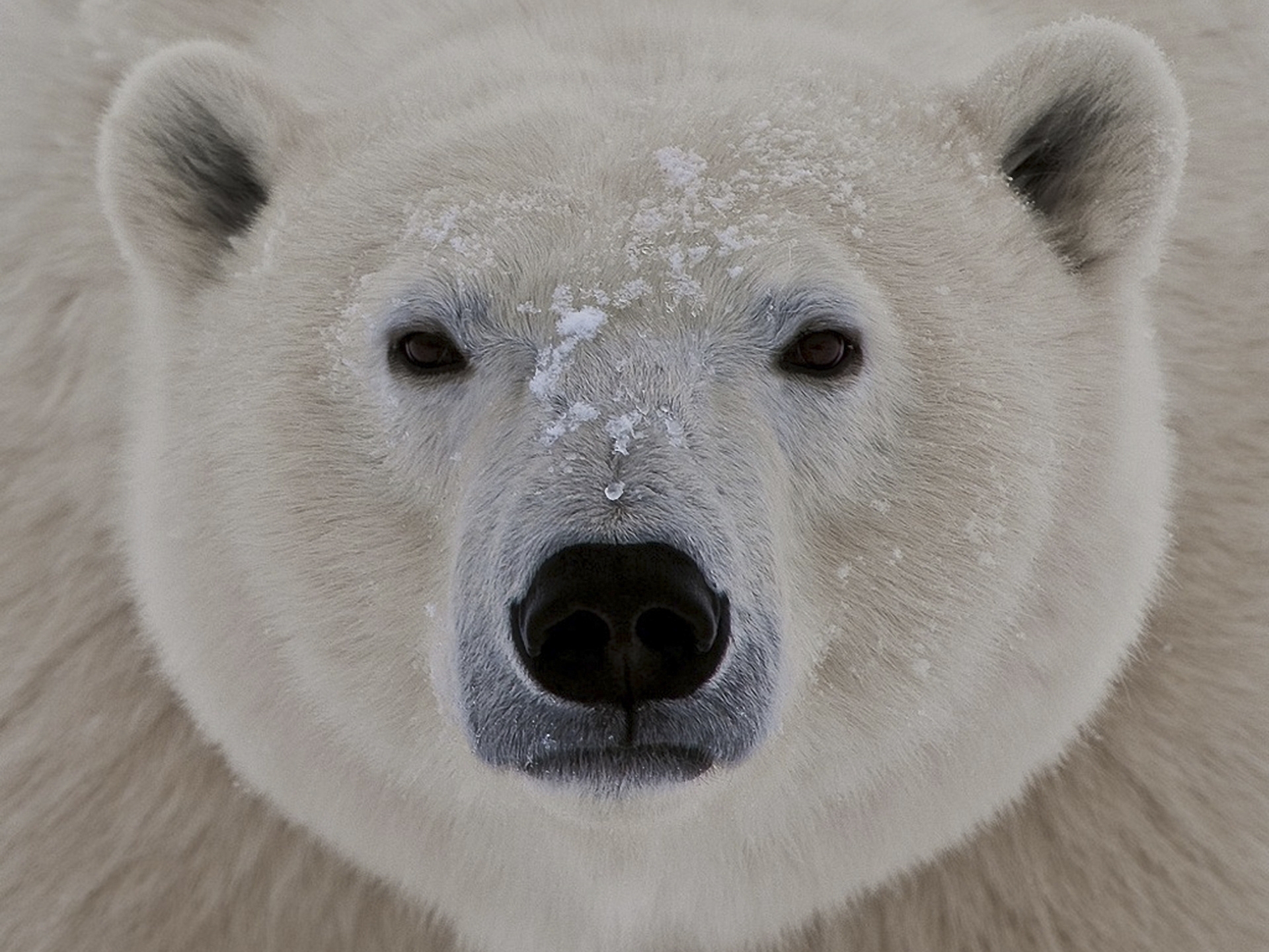 animals, snow, muzzle, sight, opinion, fat, thick, polar bear, sleepy