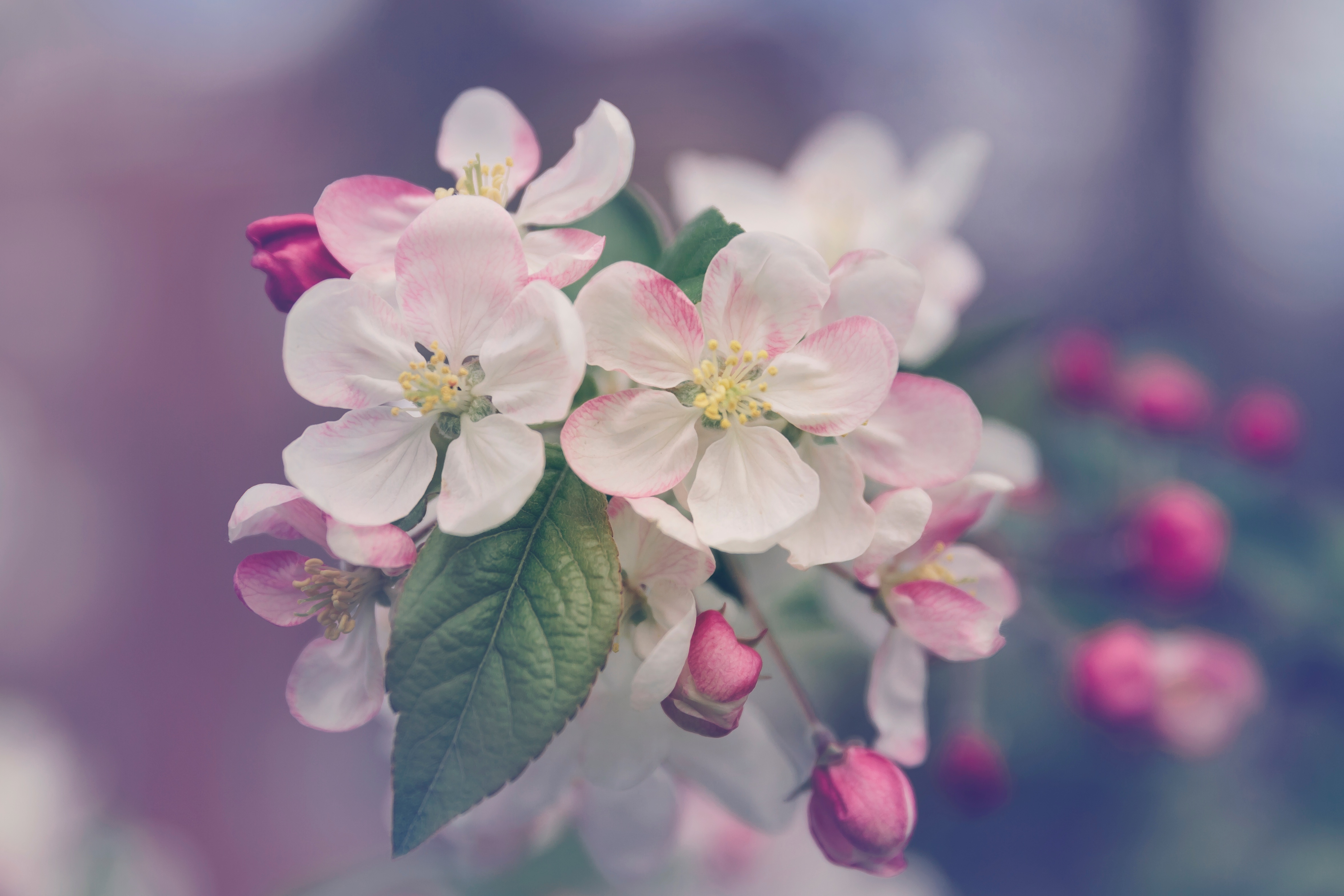 150562 завантажити шпалери весна, квіти, дерево, цвітіння - заставки і картинки безкоштовно