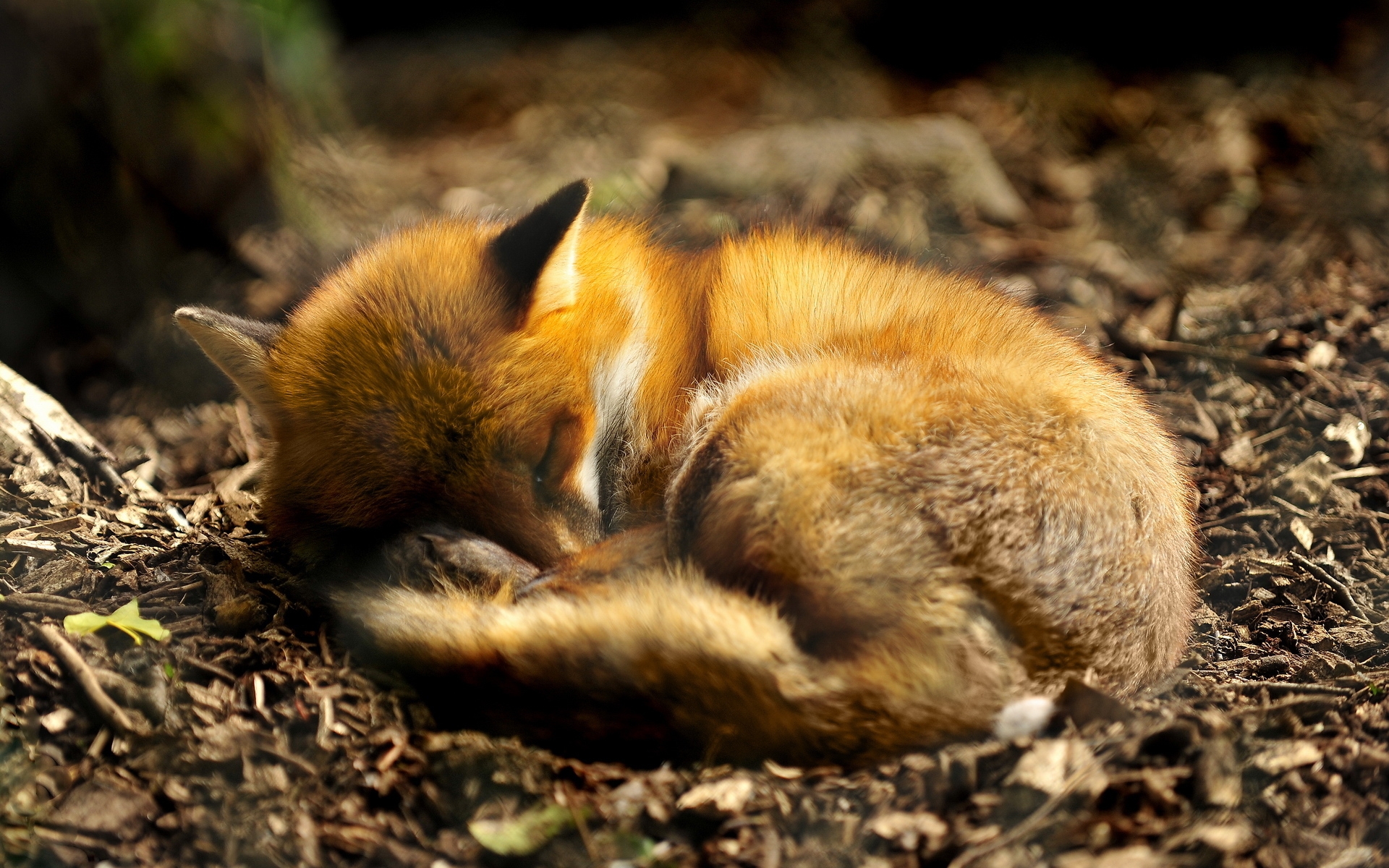 33381 Bild herunterladen tiere, fox - Hintergrundbilder und Bildschirmschoner kostenlos