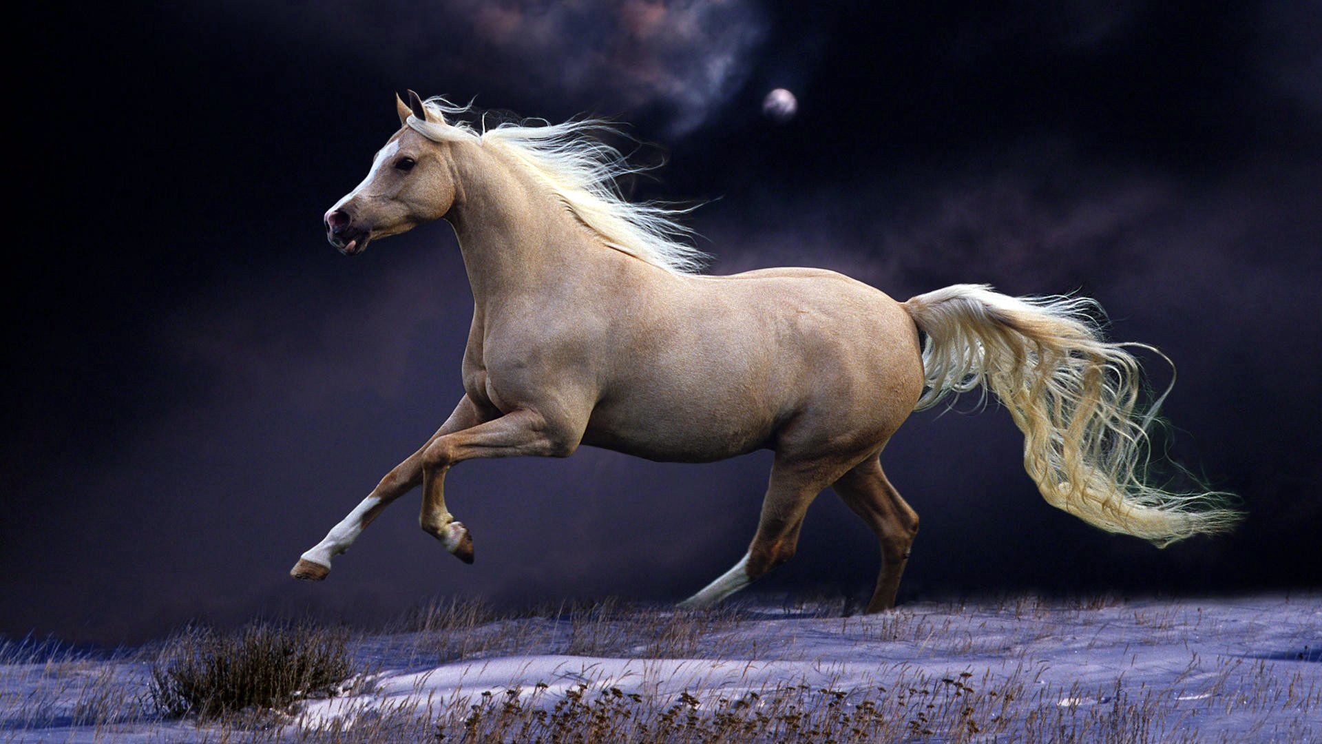 running, animals, sky, night, beautiful, mane, horse, run