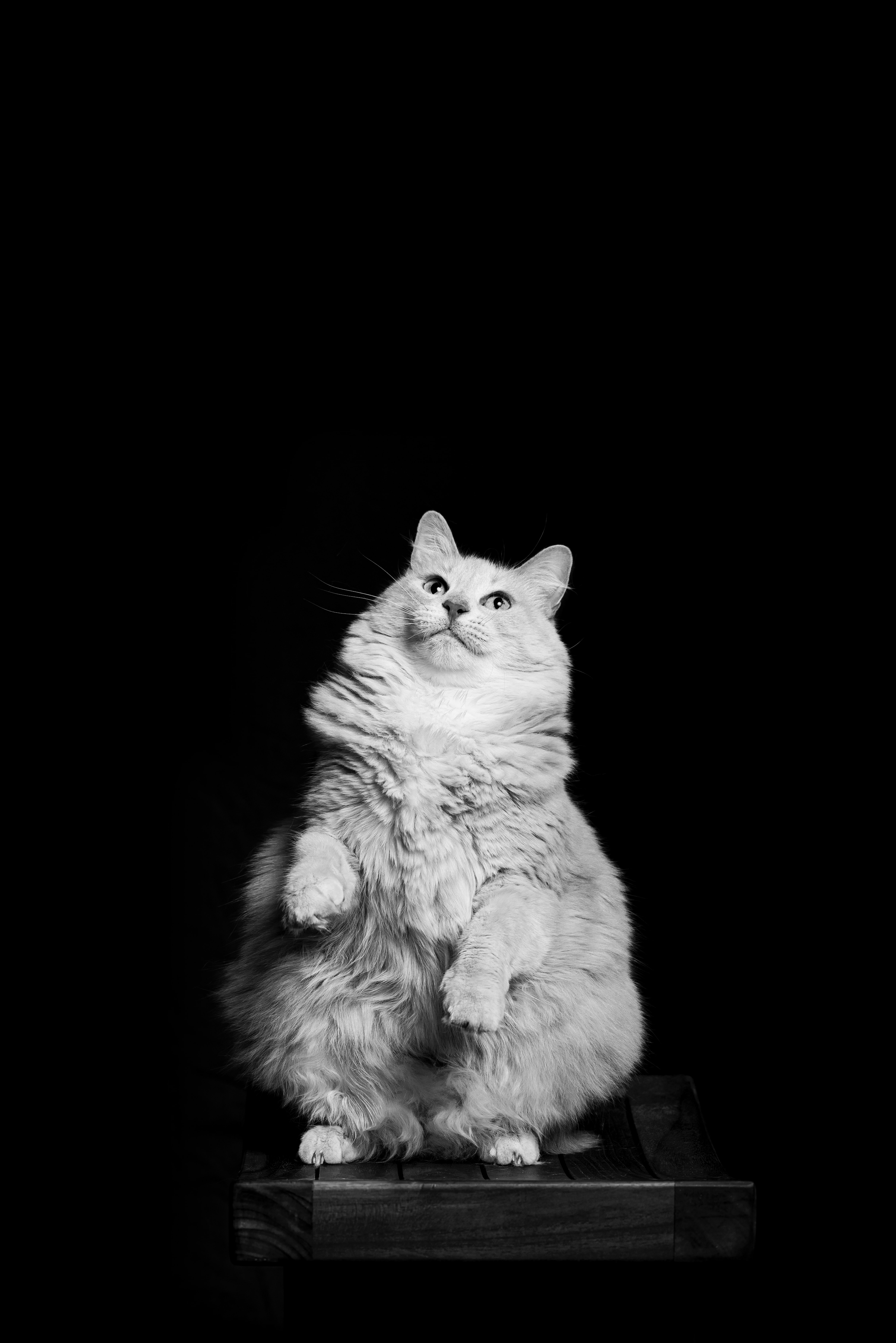 android bw, animals, white, cat, pet, chb