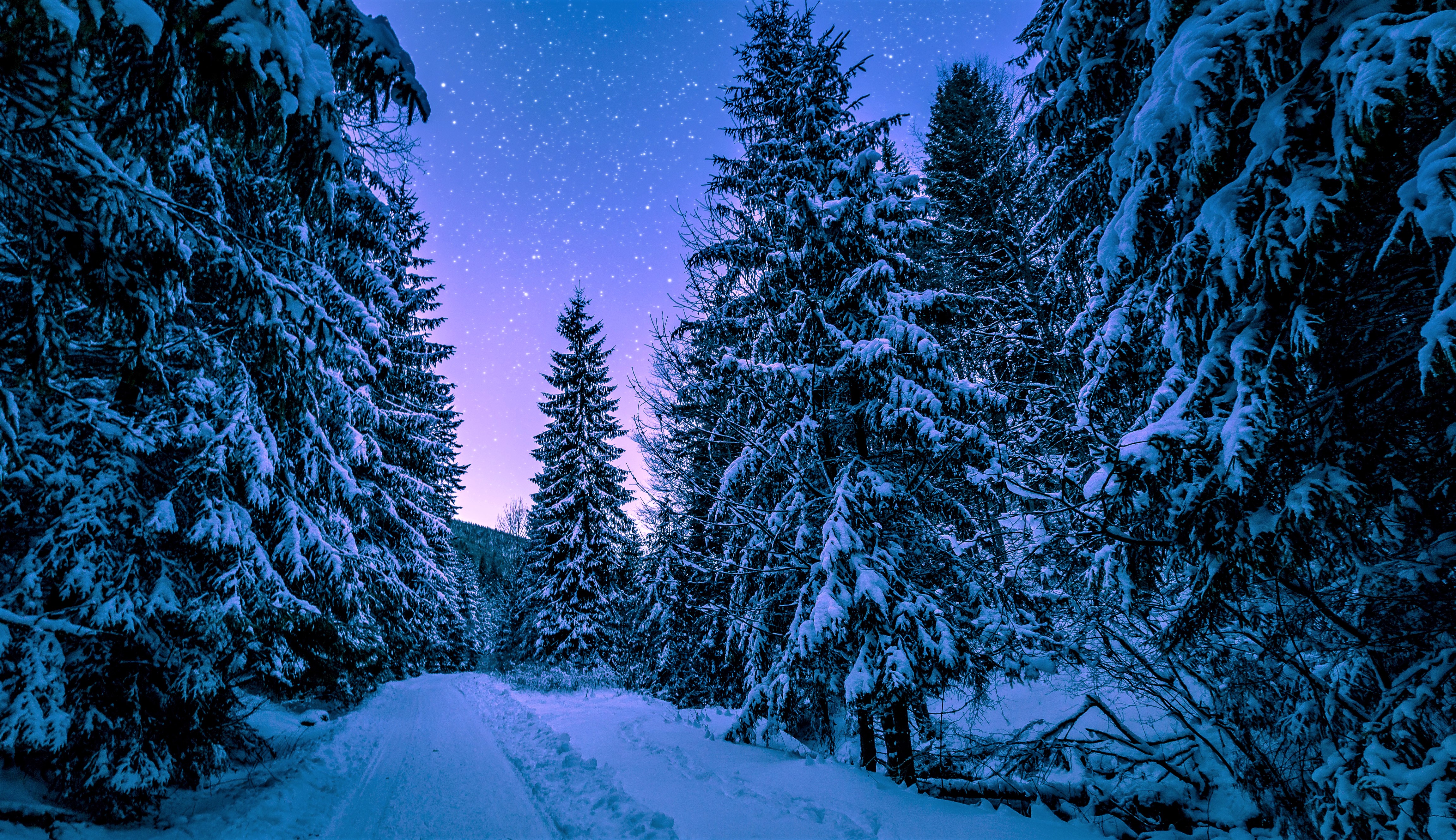 earth, winter, forest, night, pine, snow, starry sky, tree