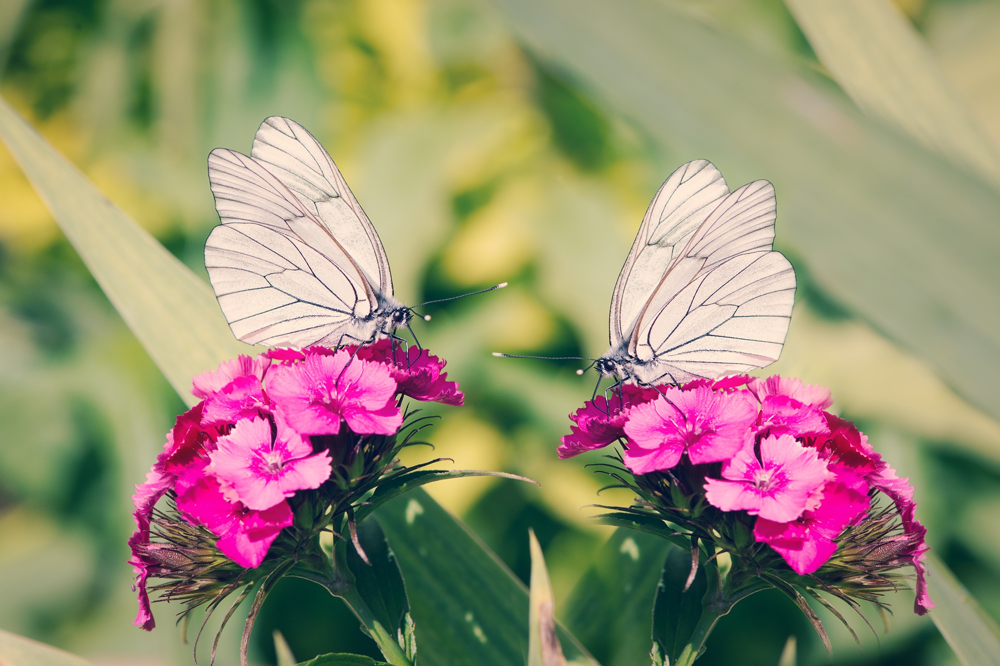 Две бабочки на цветке