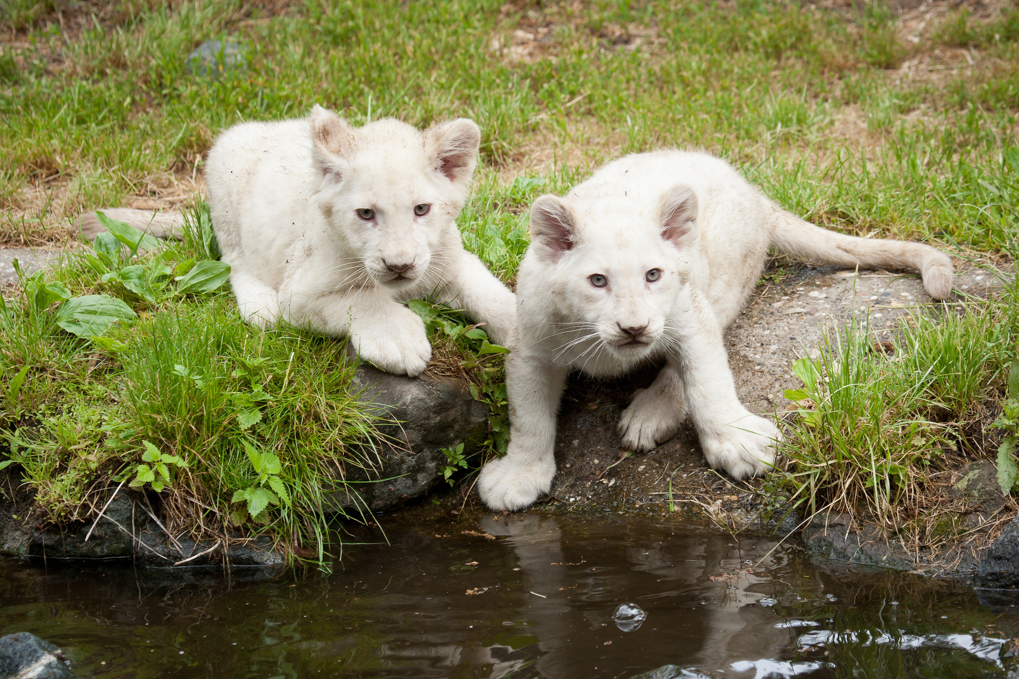 599033 скачать картинку белый лев, животные, детеныш животного, лев - обои и заставки бесплатно