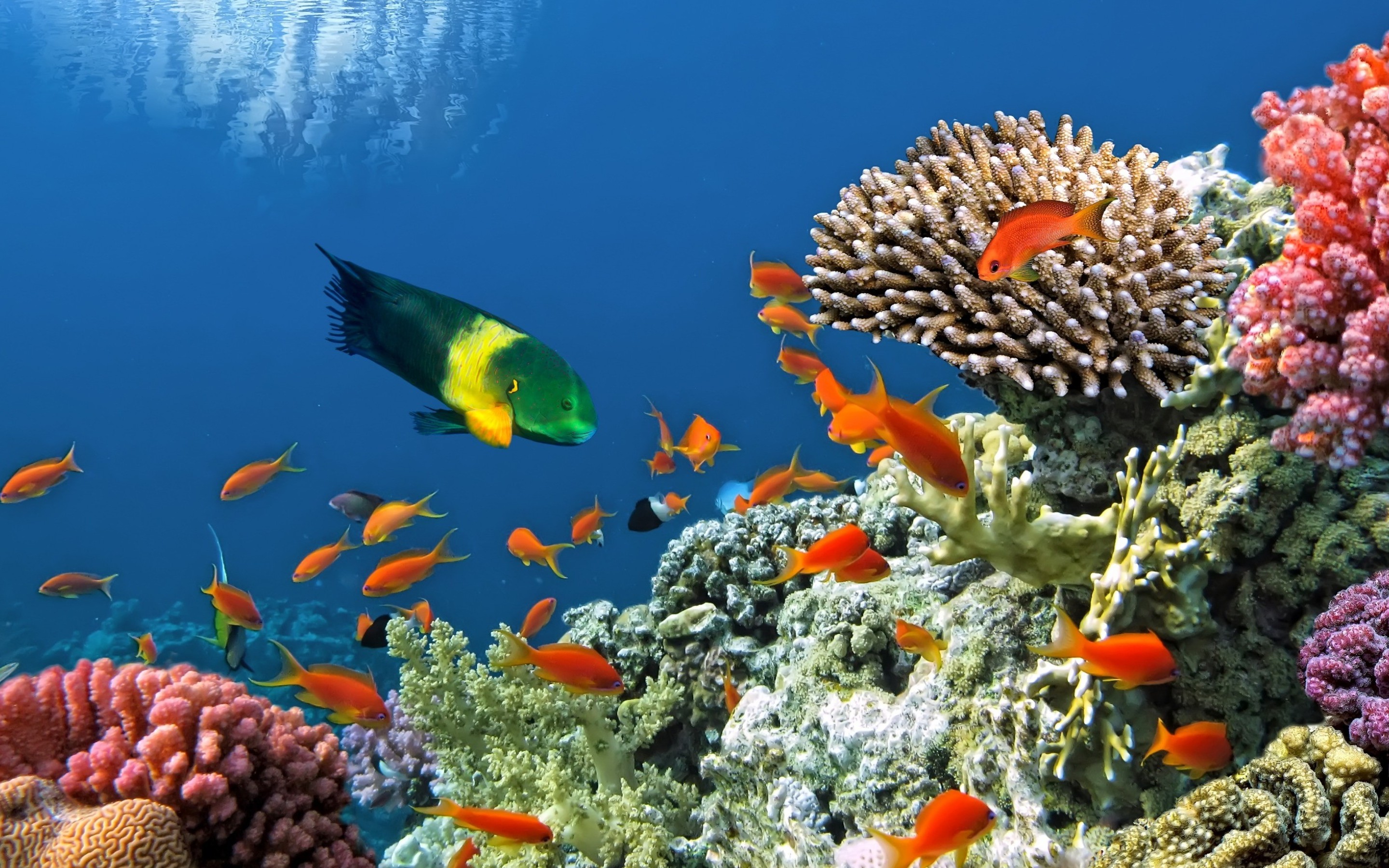 349216 Bild herunterladen korallenriff, unterwasser, tiere, fisch, fische - Hintergrundbilder und Bildschirmschoner kostenlos