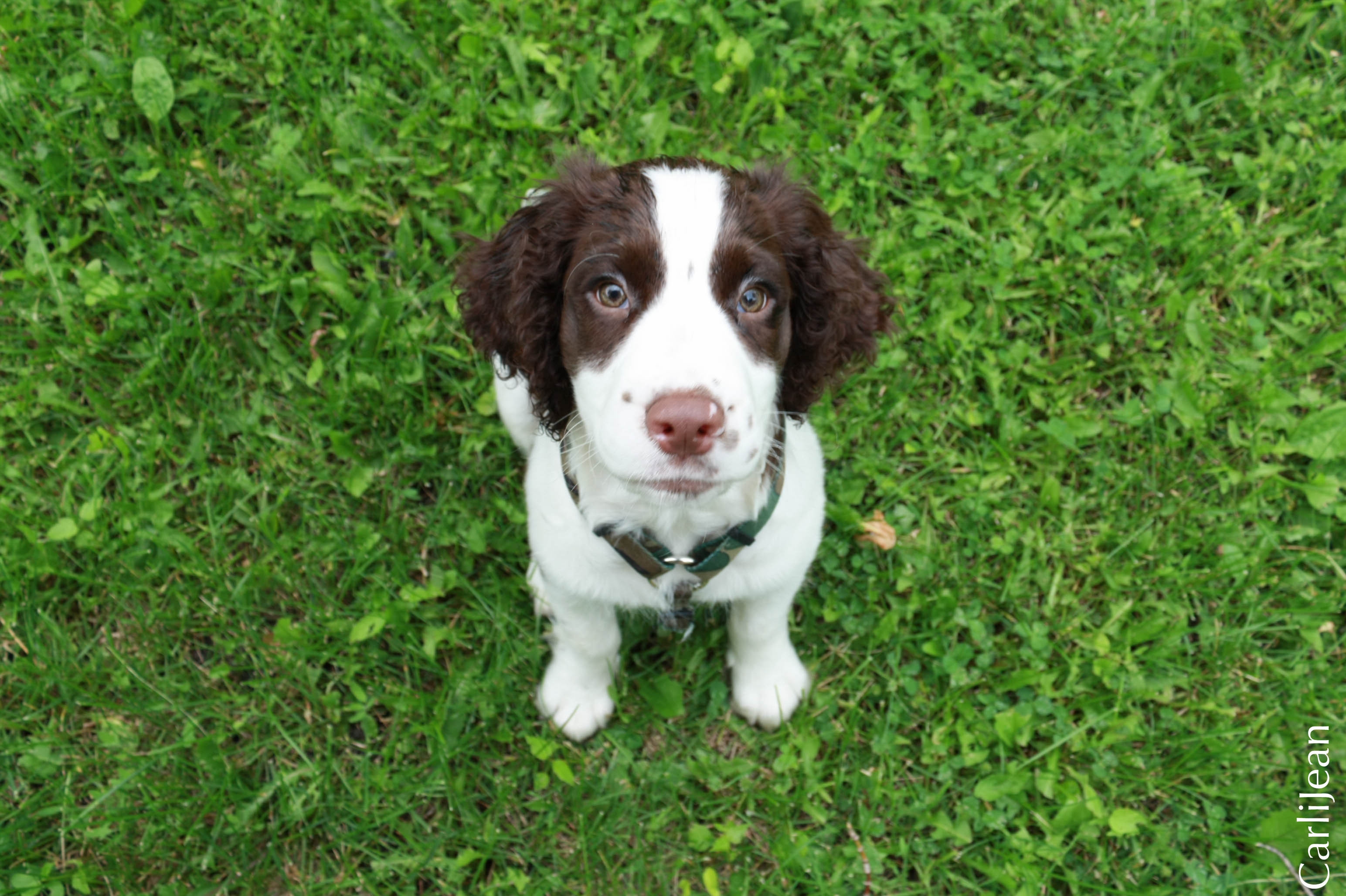 Download mobile wallpaper Sit, Opinion, Animals, Spaniel, Sight, Grass, Puppy for free.