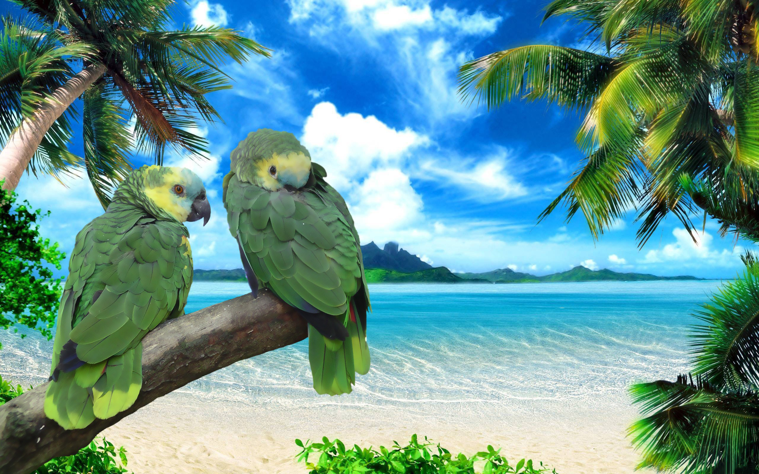 bird, animal, parrot, amazon parrot, birds Full HD