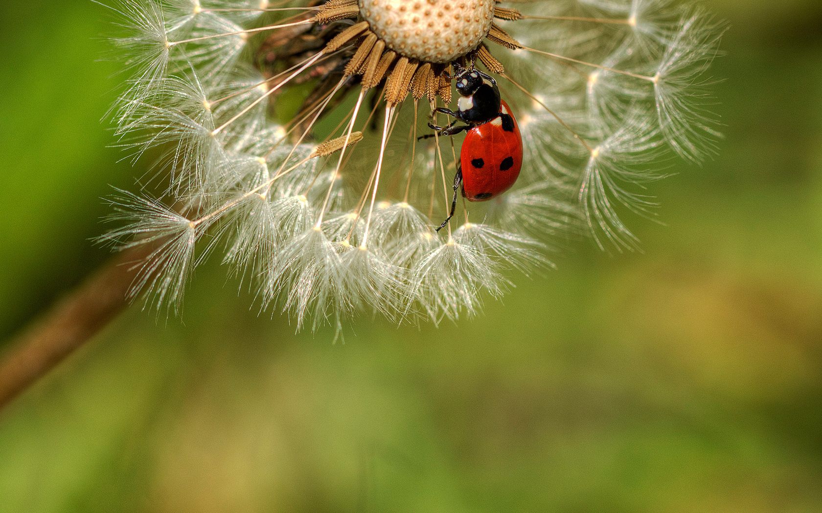macro, ladybug, ladybird, crawl, dandelion, fluff, fuzz mobile wallpaper