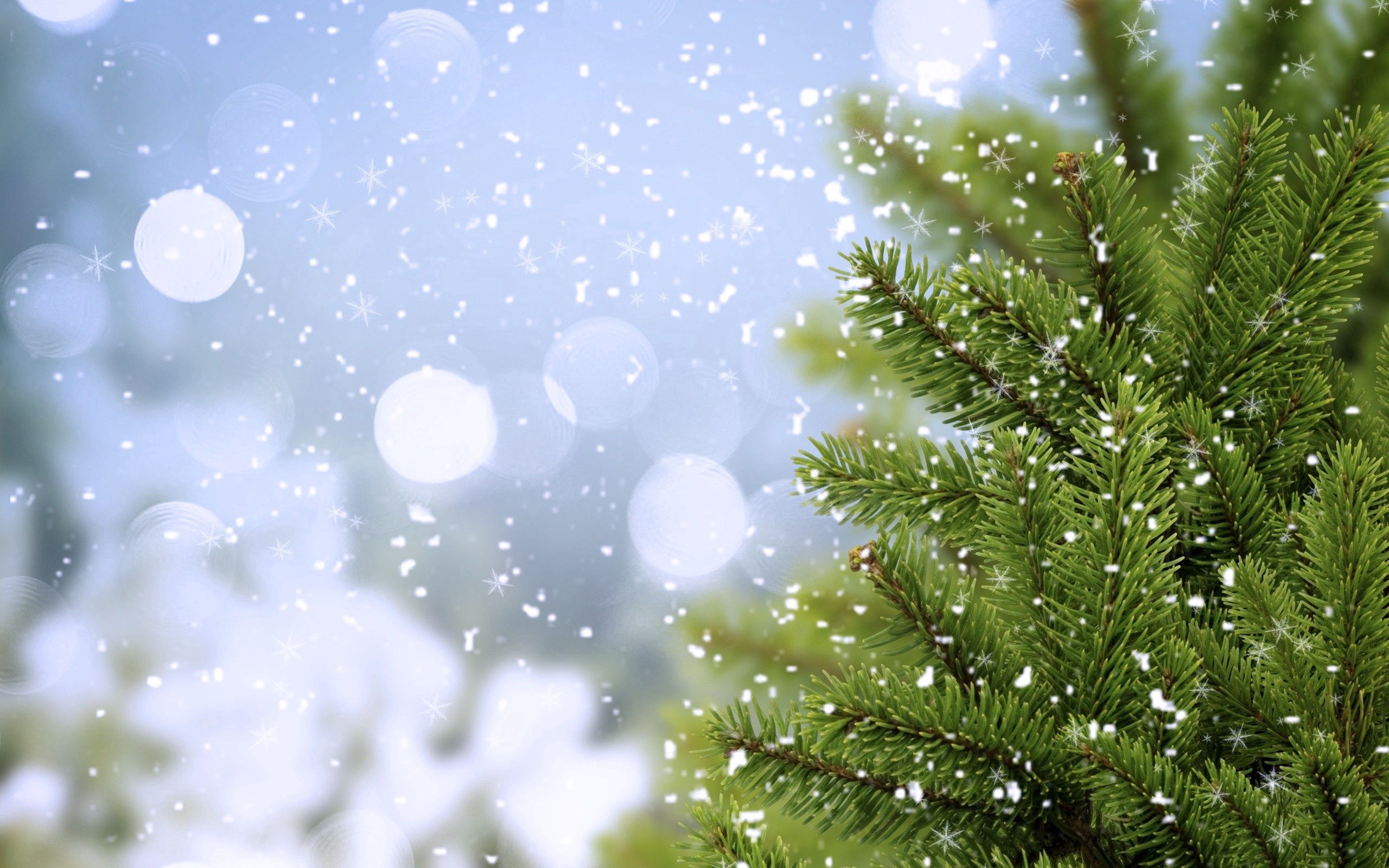 Download mobile wallpaper Nature, Spruce, Fir, Tree, Wood, Snow for free.