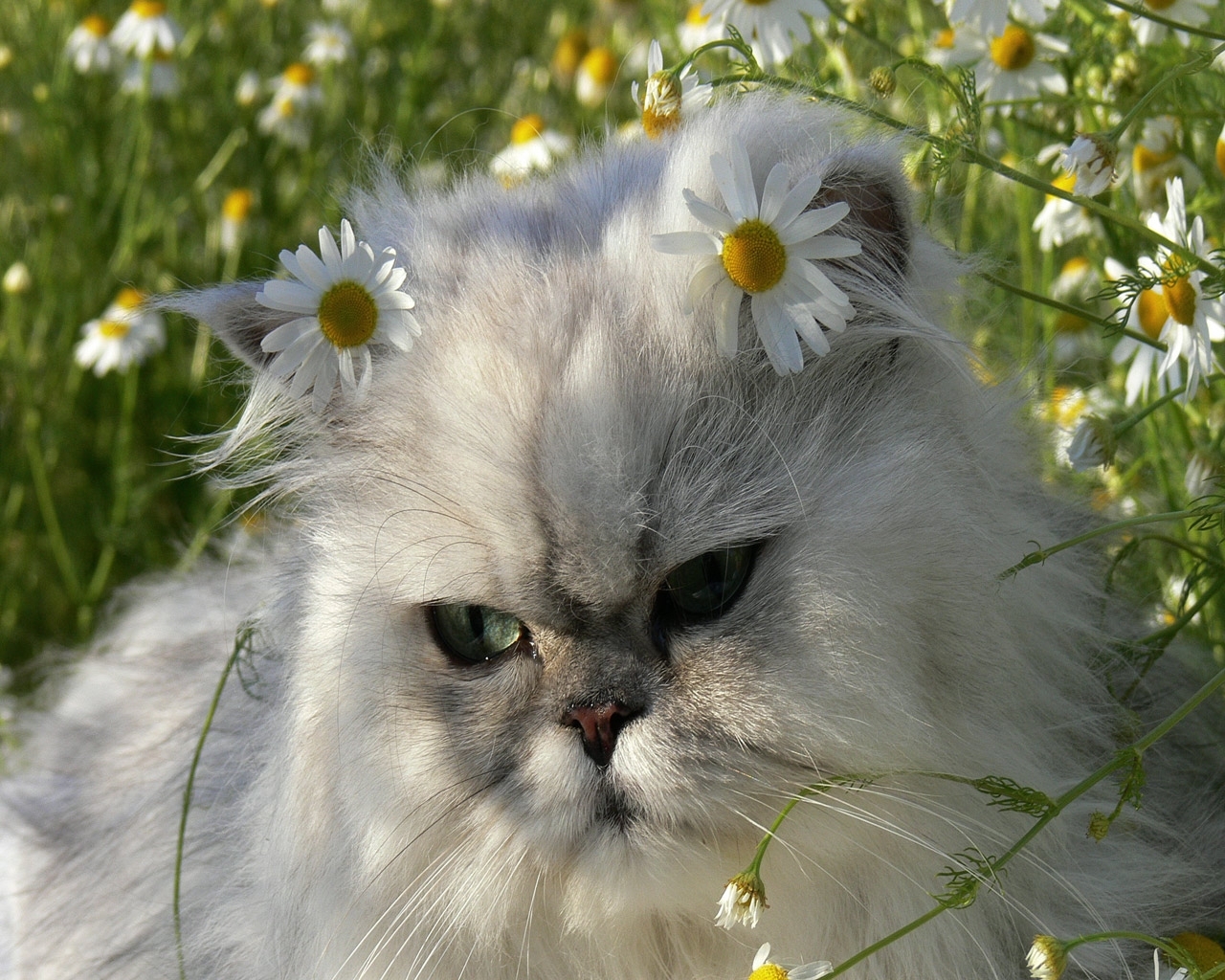 Download mobile wallpaper Camomile, Animals, Cats for free.