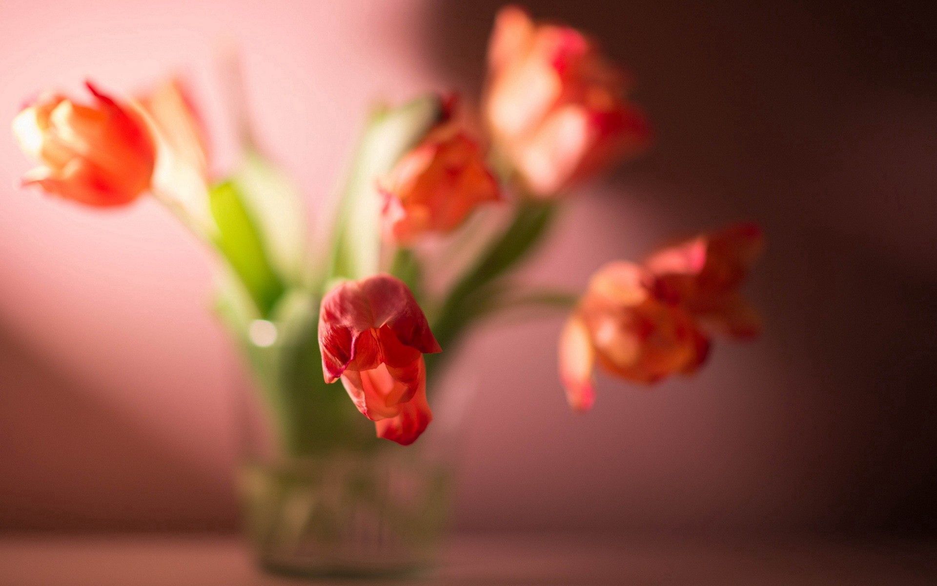 Handy-Wallpaper Tulpe, Tulip, Pflanze, Makro, Blumen kostenlos herunterladen.