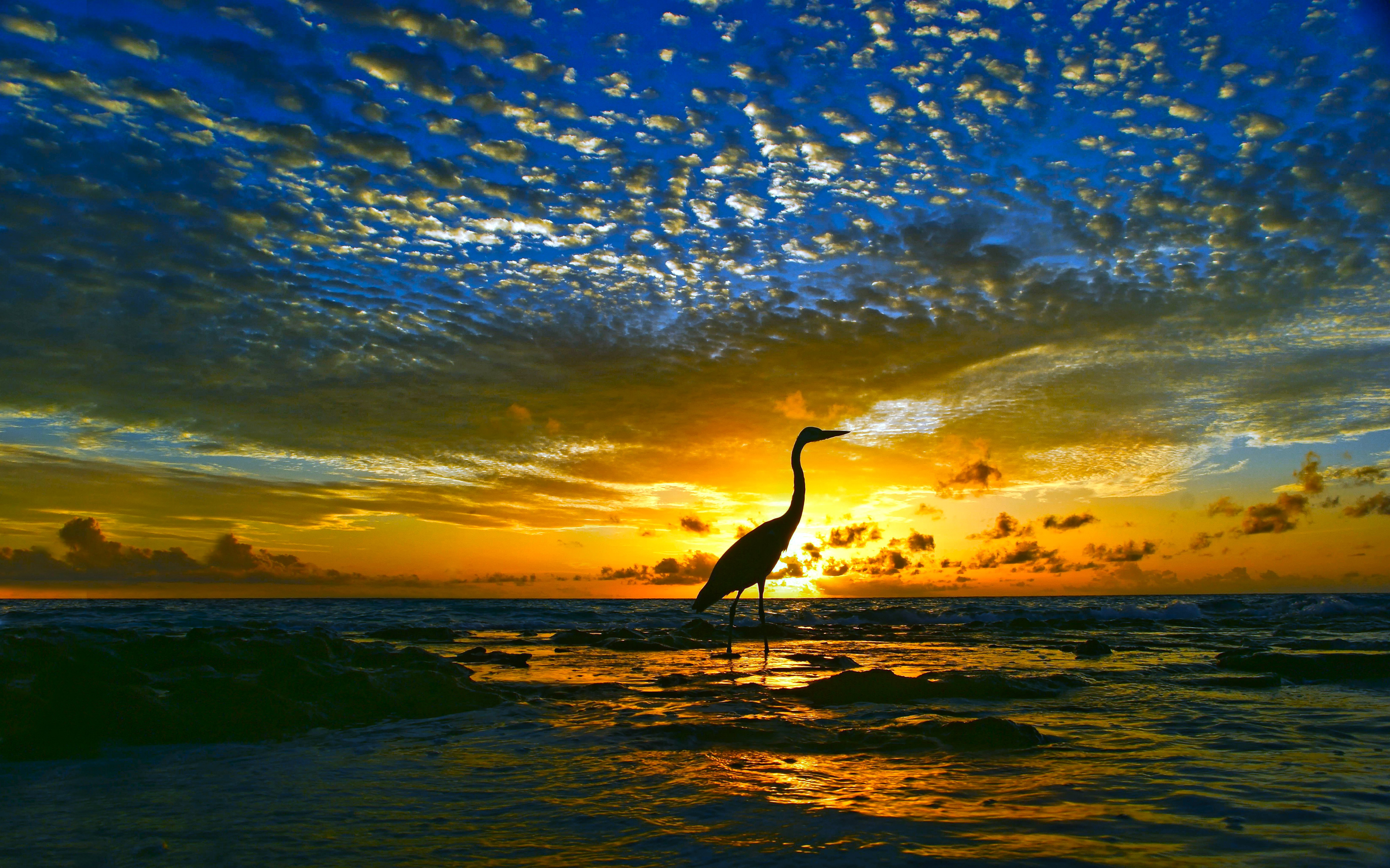 sunset, heron, water, animal, bird, horizon, ocean, birds 8K