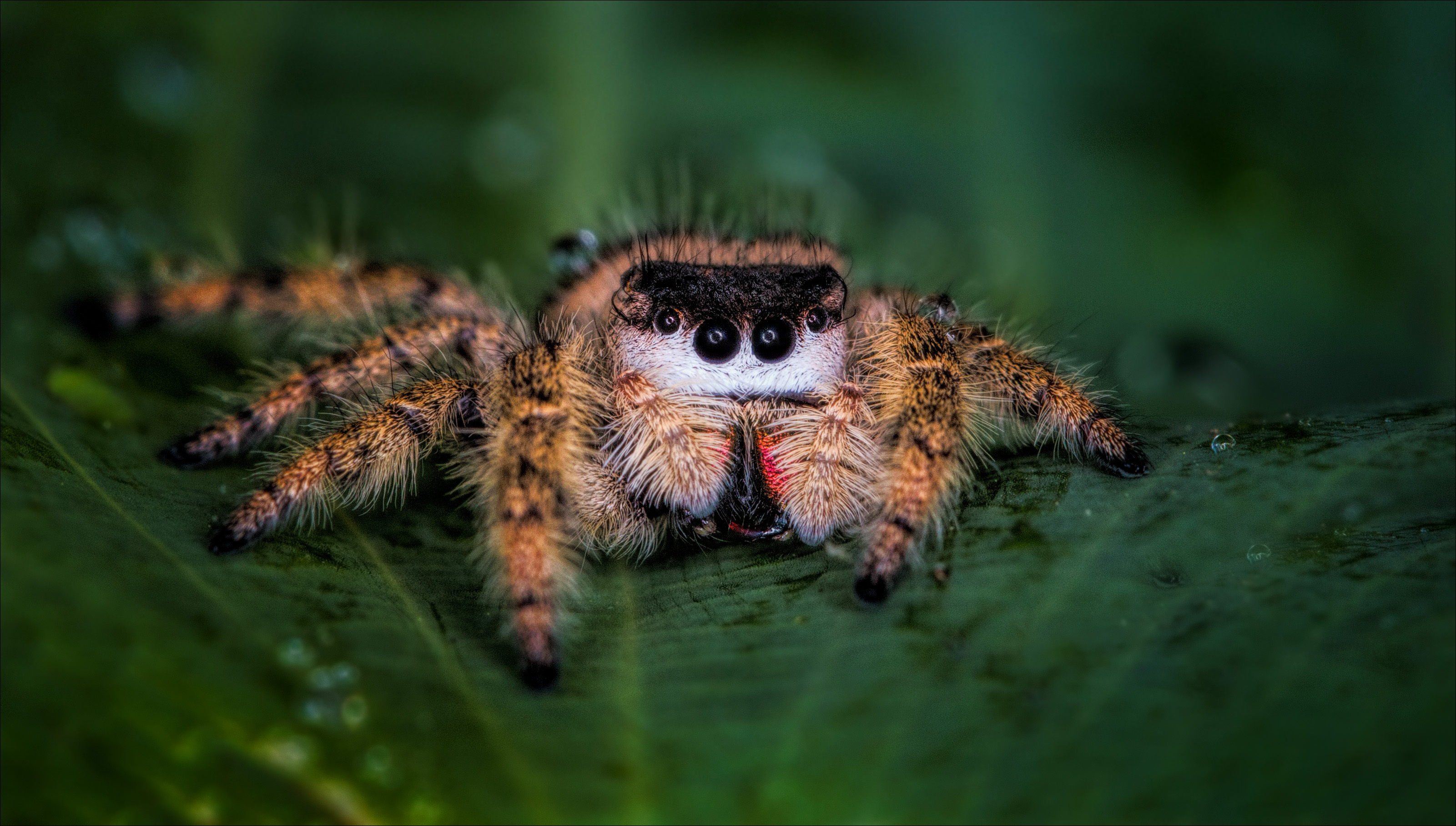 Королевский паук скакунчик
