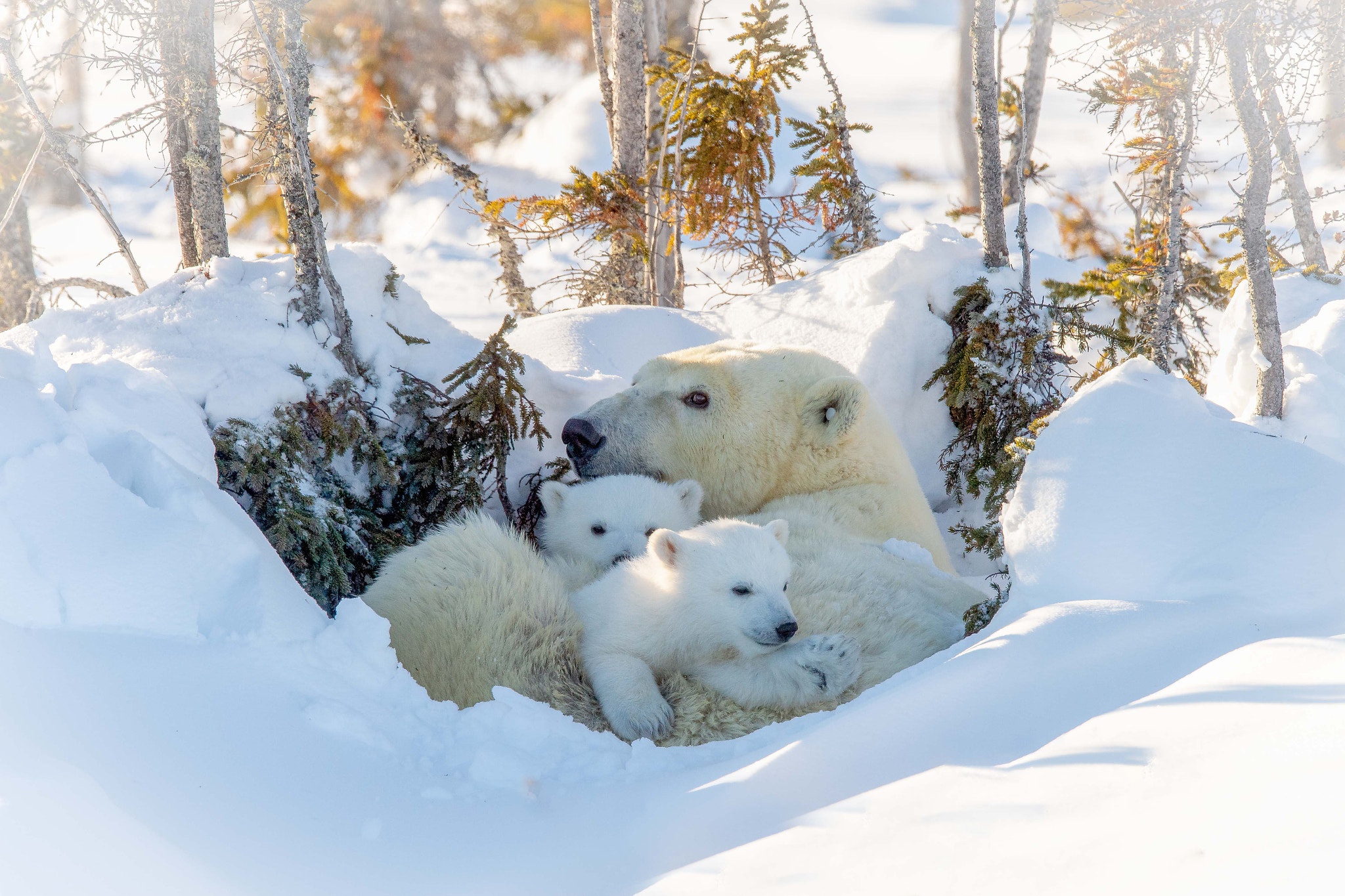 Медвежья Берлога Медведица с медвежатами зимой в берлоге