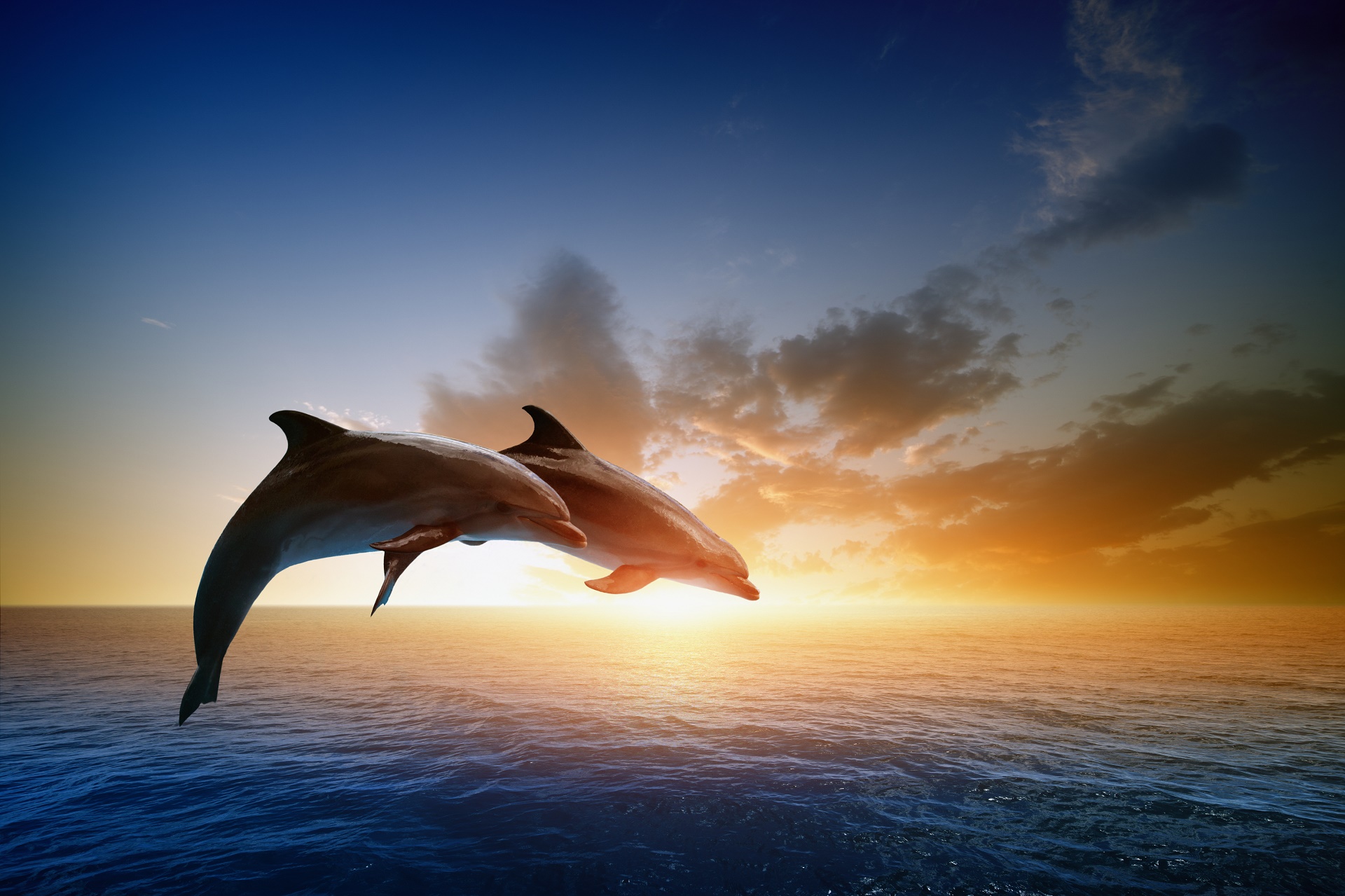 Море закат дельфины