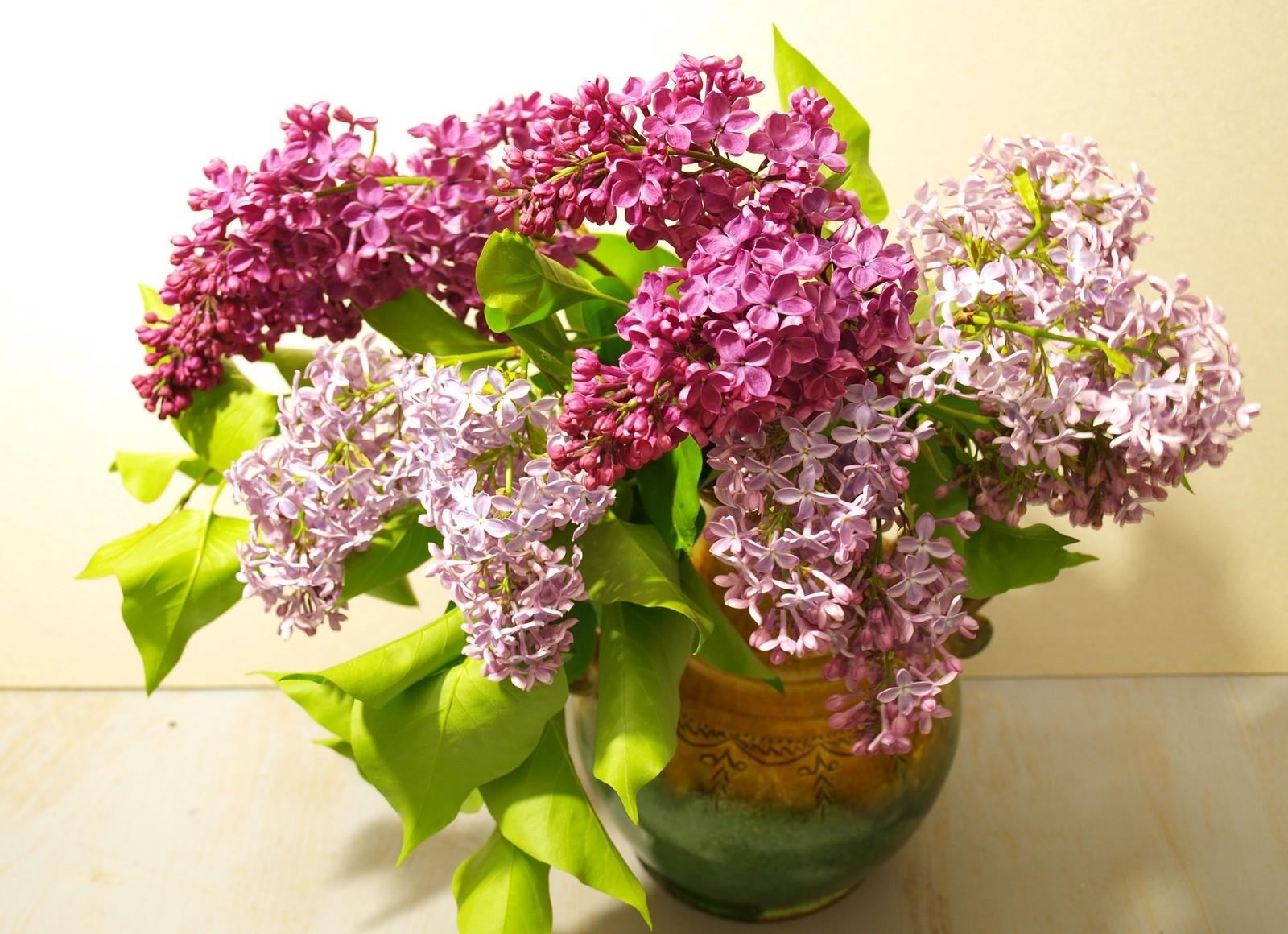 119709 télécharger l'image vase, fleurs, lilas, floraison, bouquet, printemps, source - fonds d'écran et économiseurs d'écran gratuits