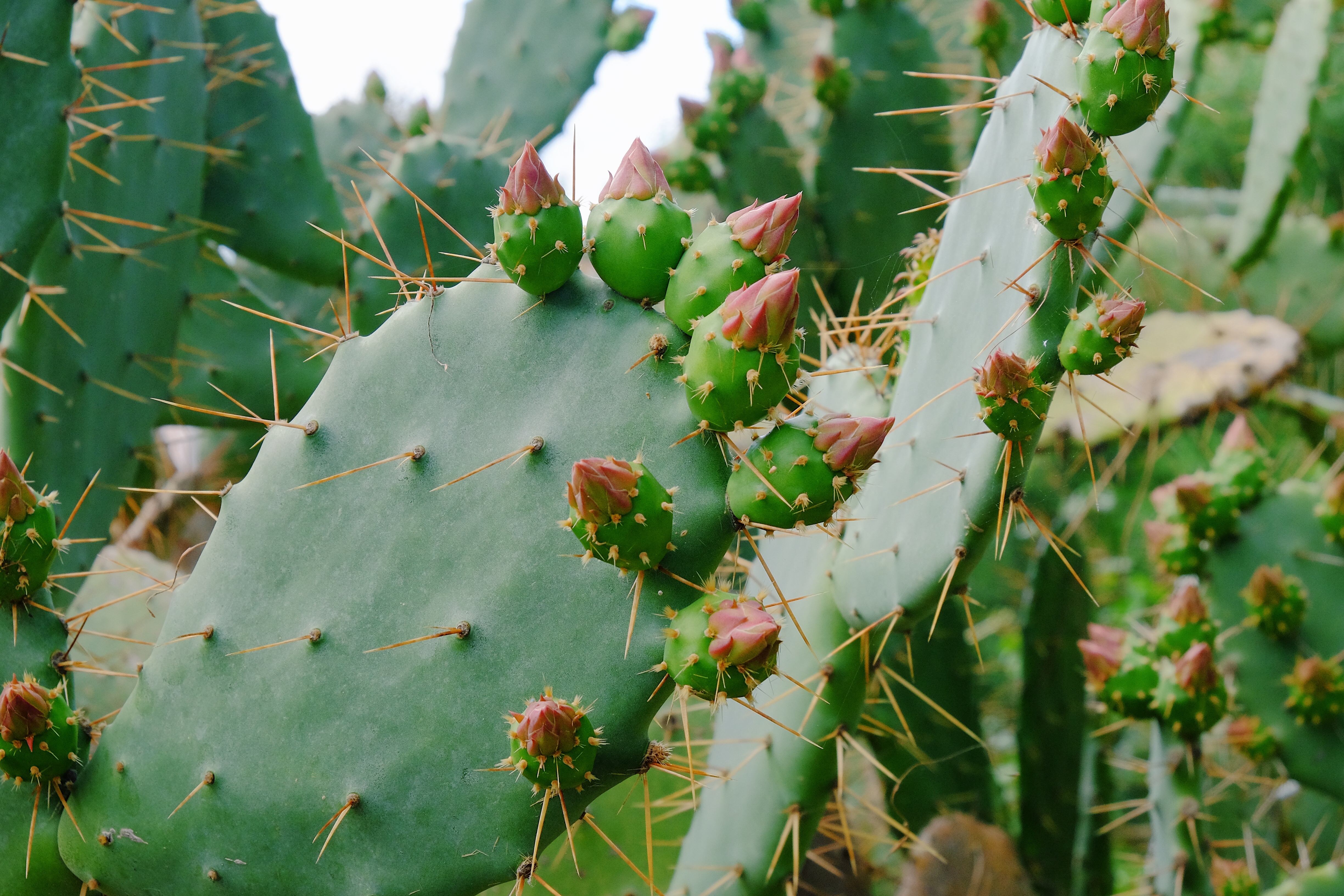 Download mobile wallpaper Prickles, Thorns, Flowers, Succulent, Cactus for free.