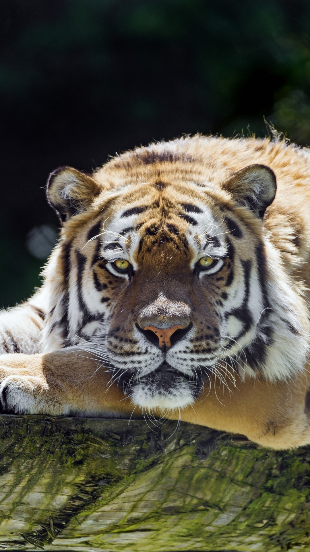 1087330 скачать обои амурский тигр, животные, тигр, сибирский тигр, отдых, кошки - заставки и картинки бесплатно