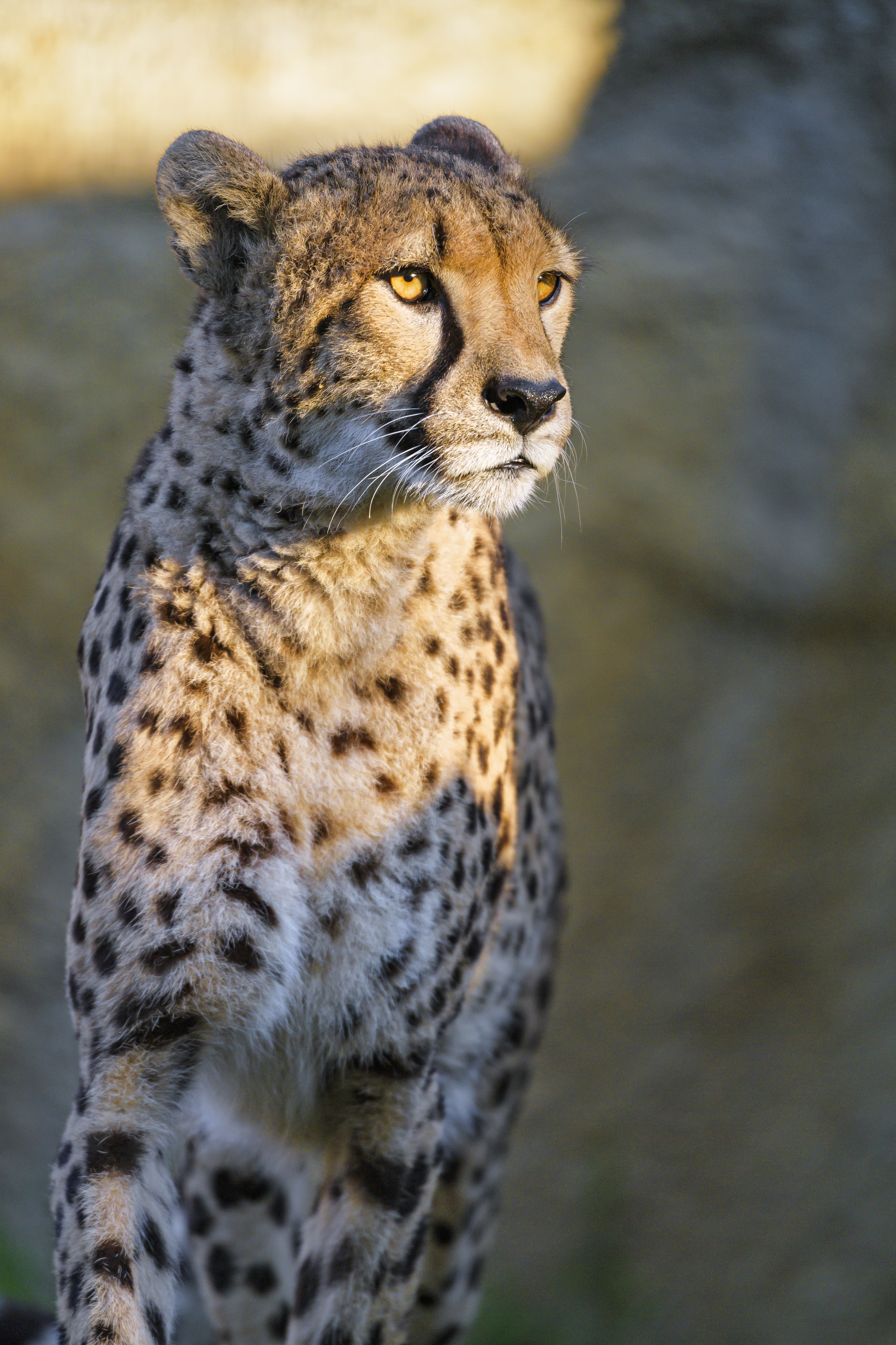 cheetah, animals, predator, big cat, sight, opinion, animal HD wallpaper