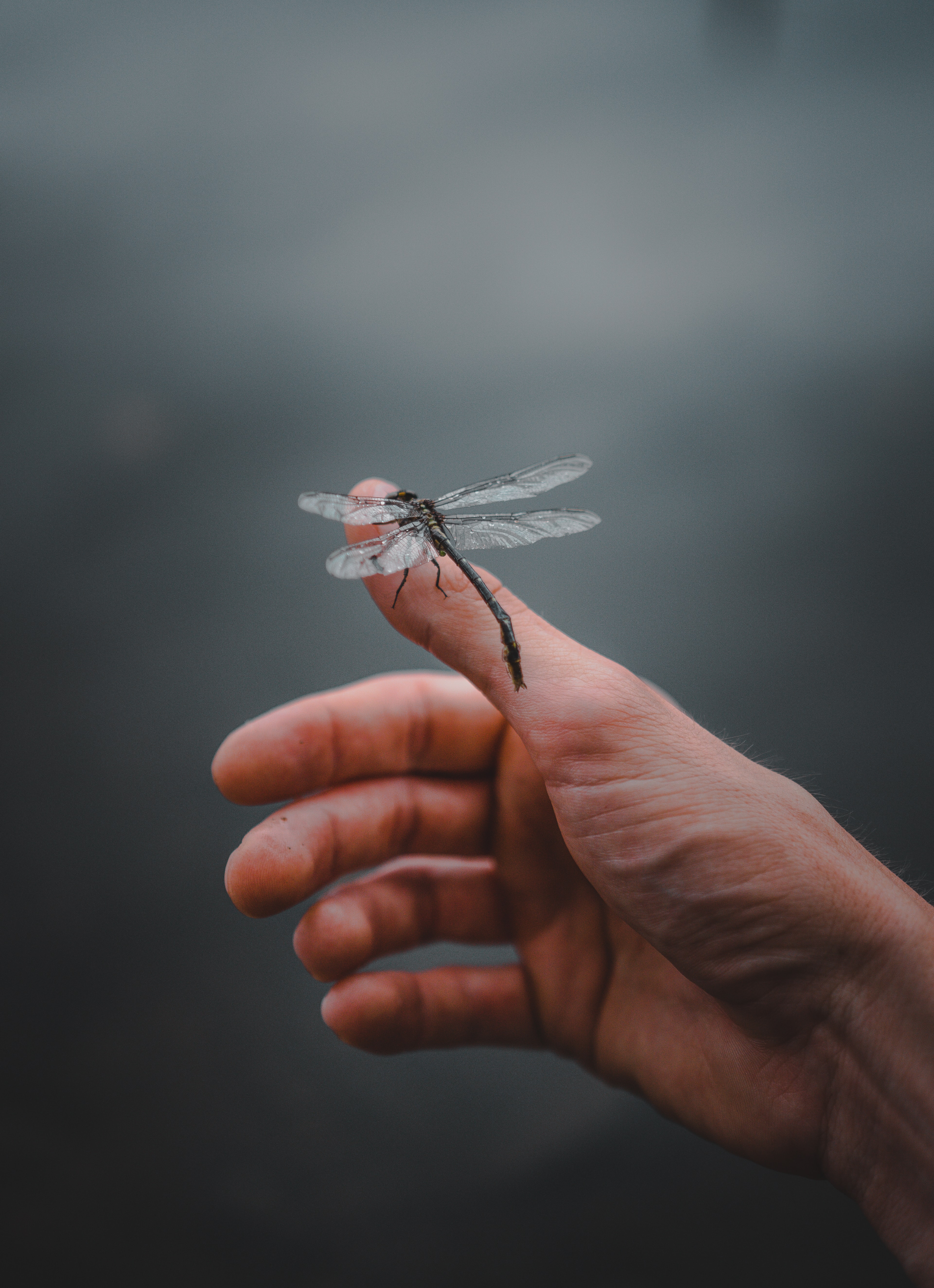 Free HD dragonfly, fingers, hand, miscellanea, miscellaneous, insect