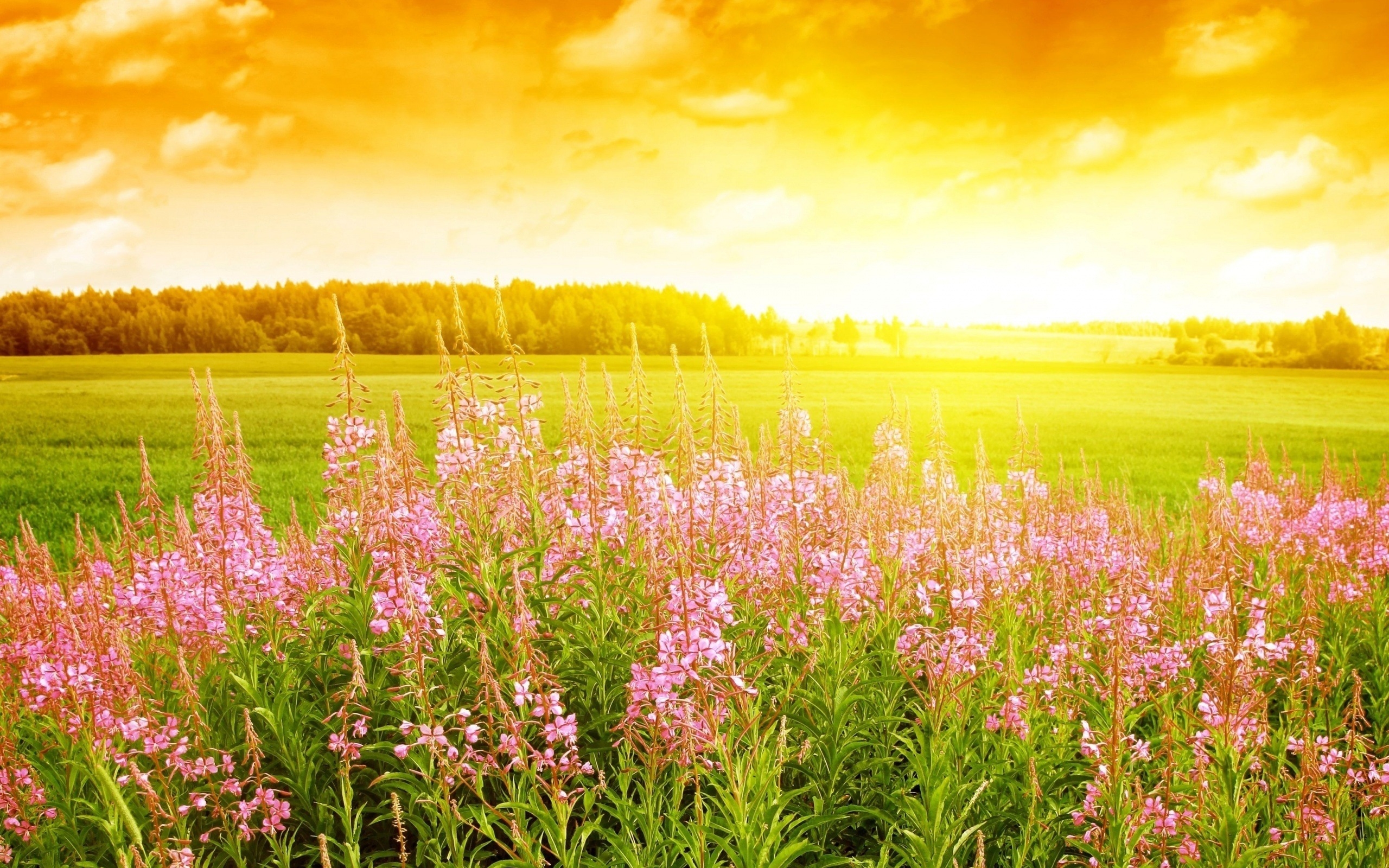 Download mobile wallpaper Sunset, Flowers, Landscape for free.