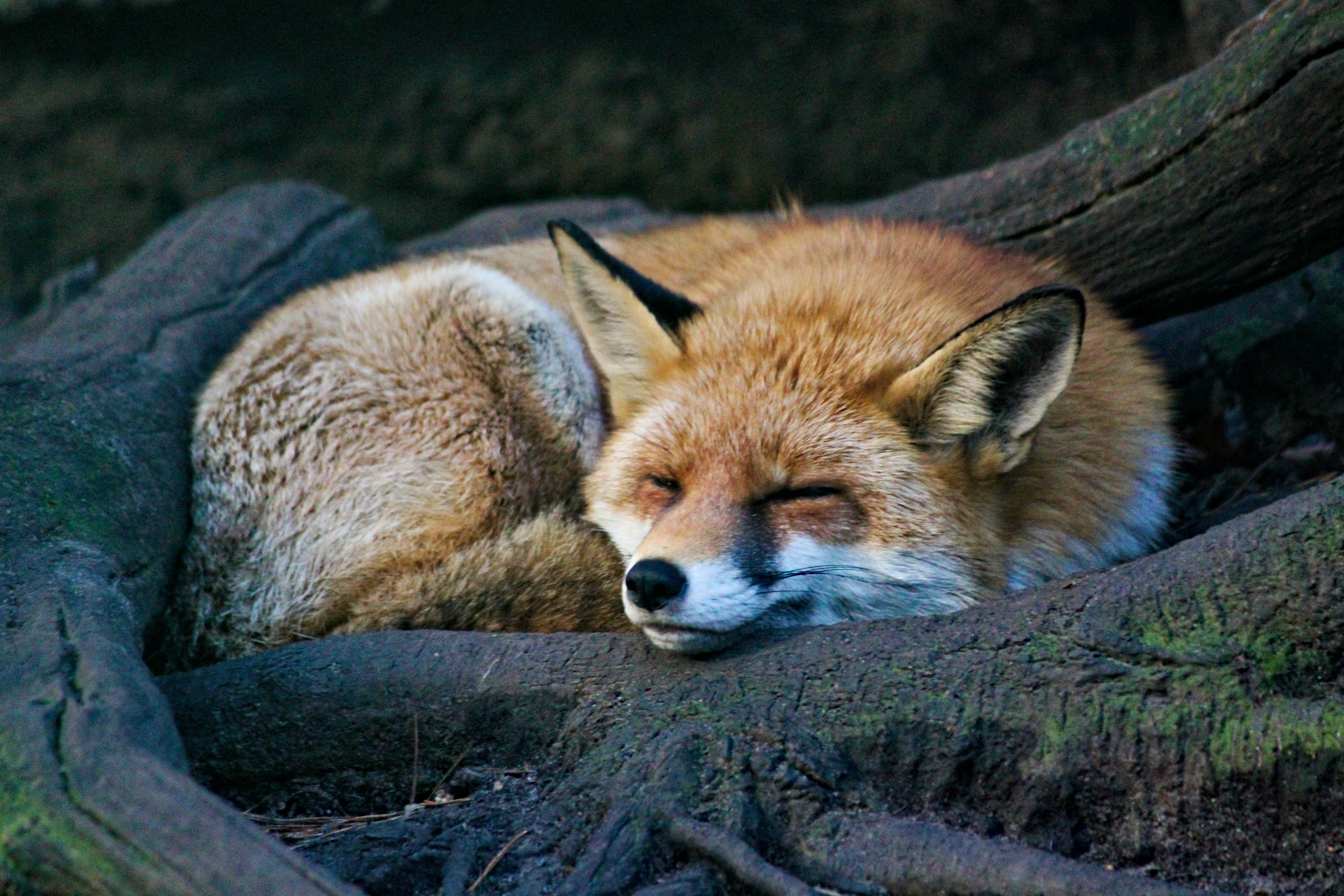 Laden Sie das Wildlife, Ein Fuchs, Schlafen, Traum, Wilde Natur, Tier, Tiere, Fuchs-Bild kostenlos auf Ihren PC-Desktop herunter