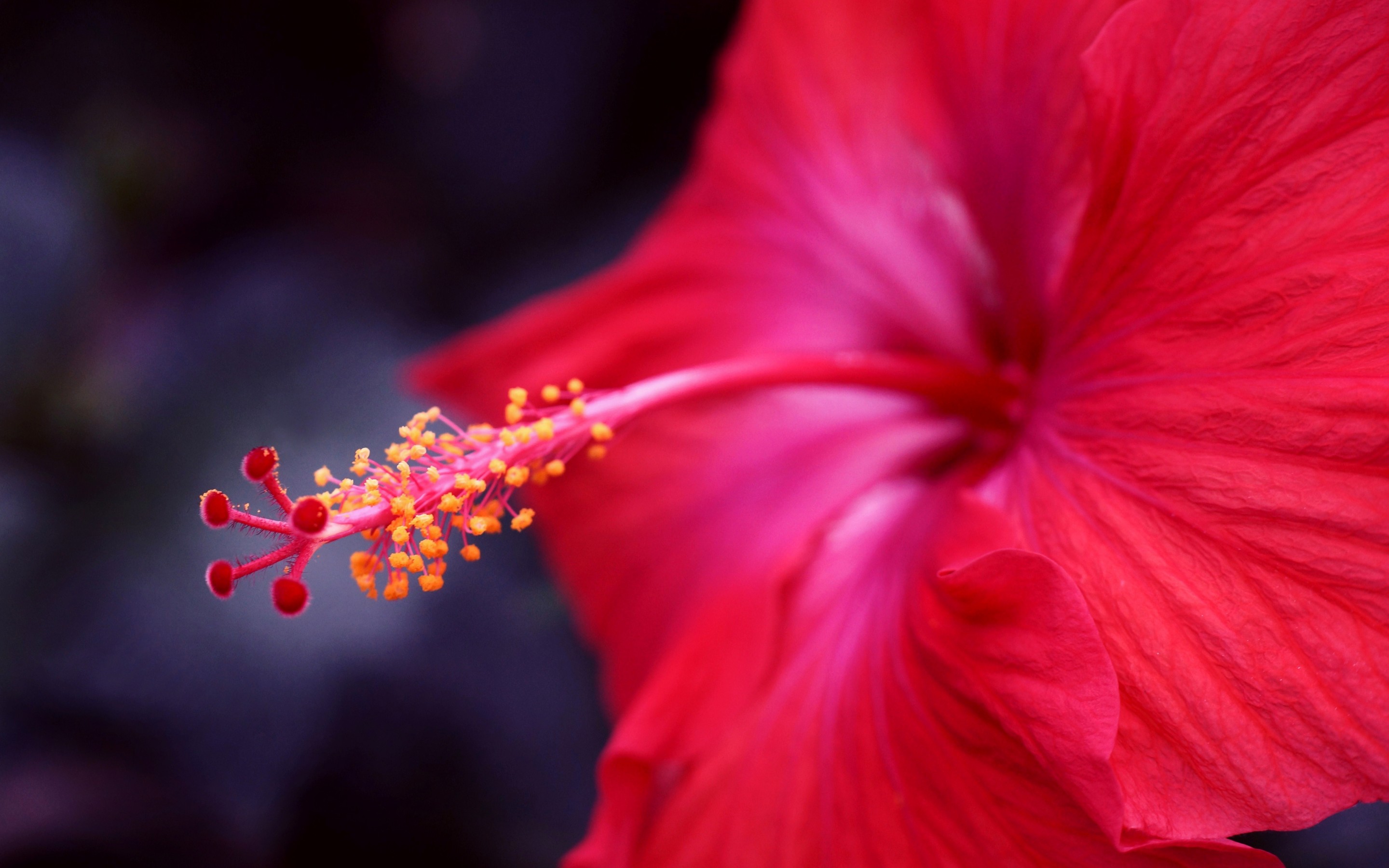 Download mobile wallpaper Hibiscus, Flowers, Flower, Earth for free.
