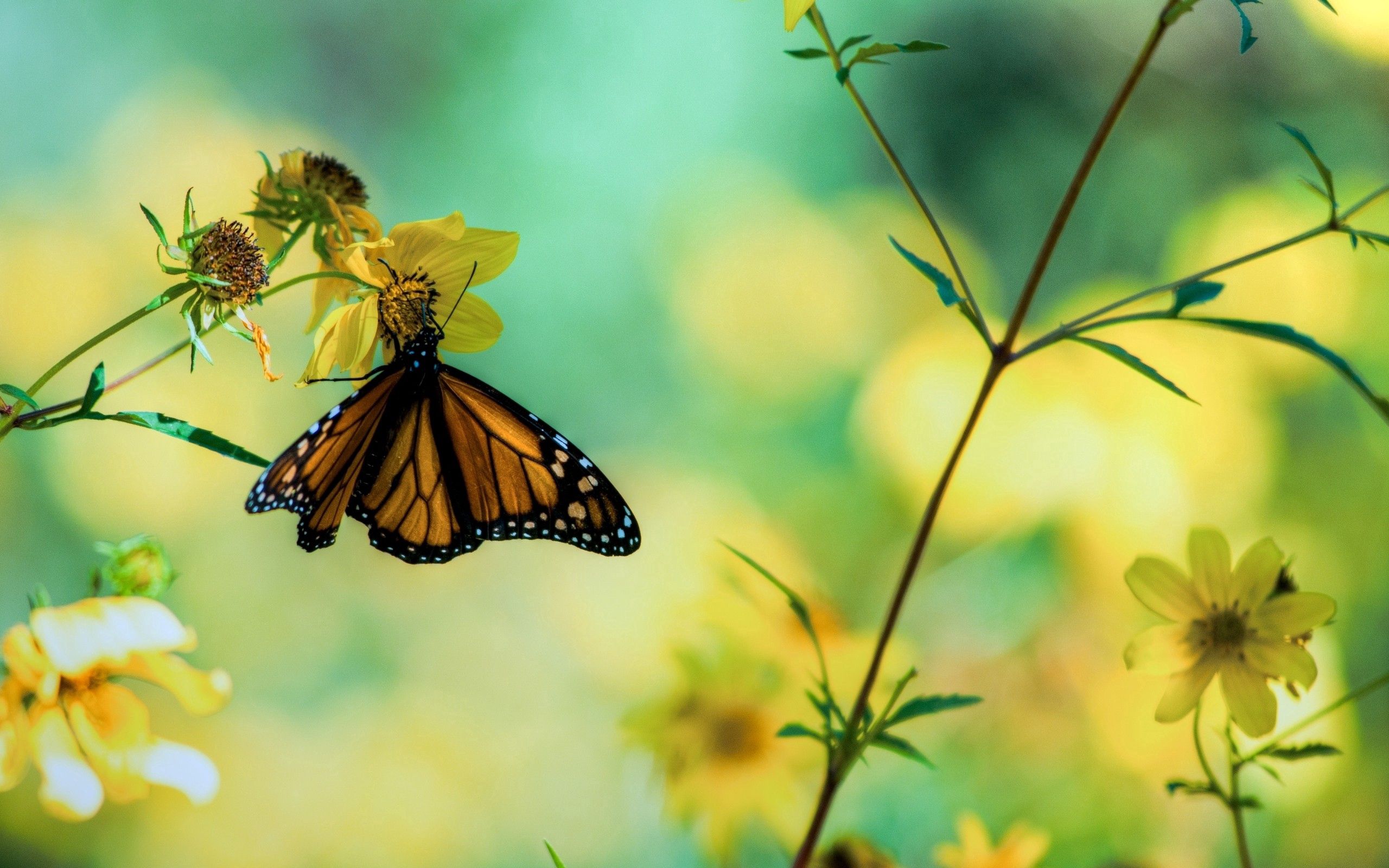 flowers, grass, macro, branches, butterfly Panoramic Wallpaper