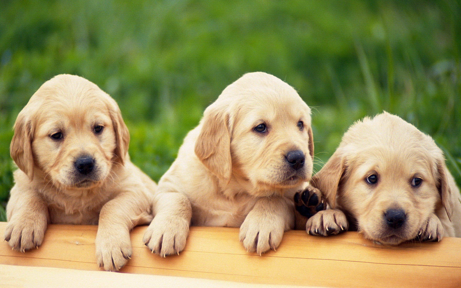 dogs, animal, golden retriever, dog, puppy 8K