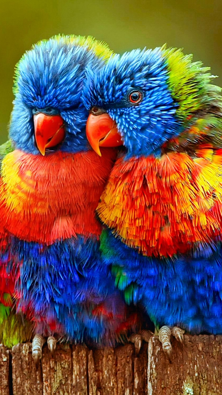 птица цветные картинки