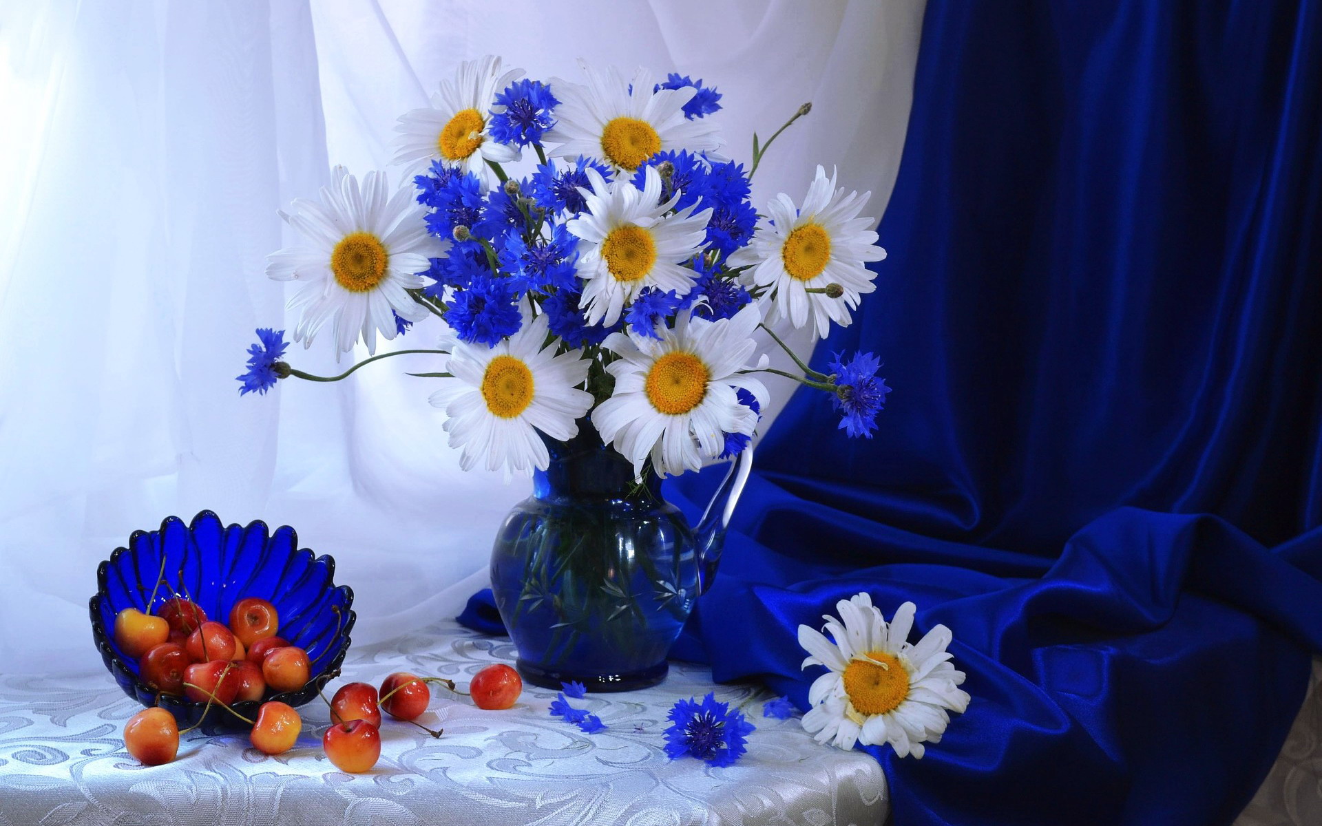 792971 baixar imagens fotografia, natureza morta, flor azul, azul, cereja, margarida, flor, vaso, flor branca - papéis de parede e protetores de tela gratuitamente