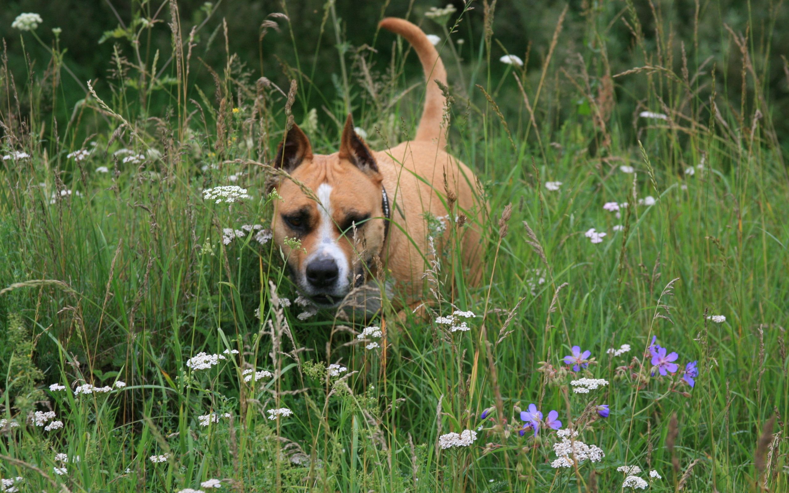 Download mobile wallpaper Staffordshire Terrier, Muzzle, Run, Animals, Dog, Grass, Running for free.