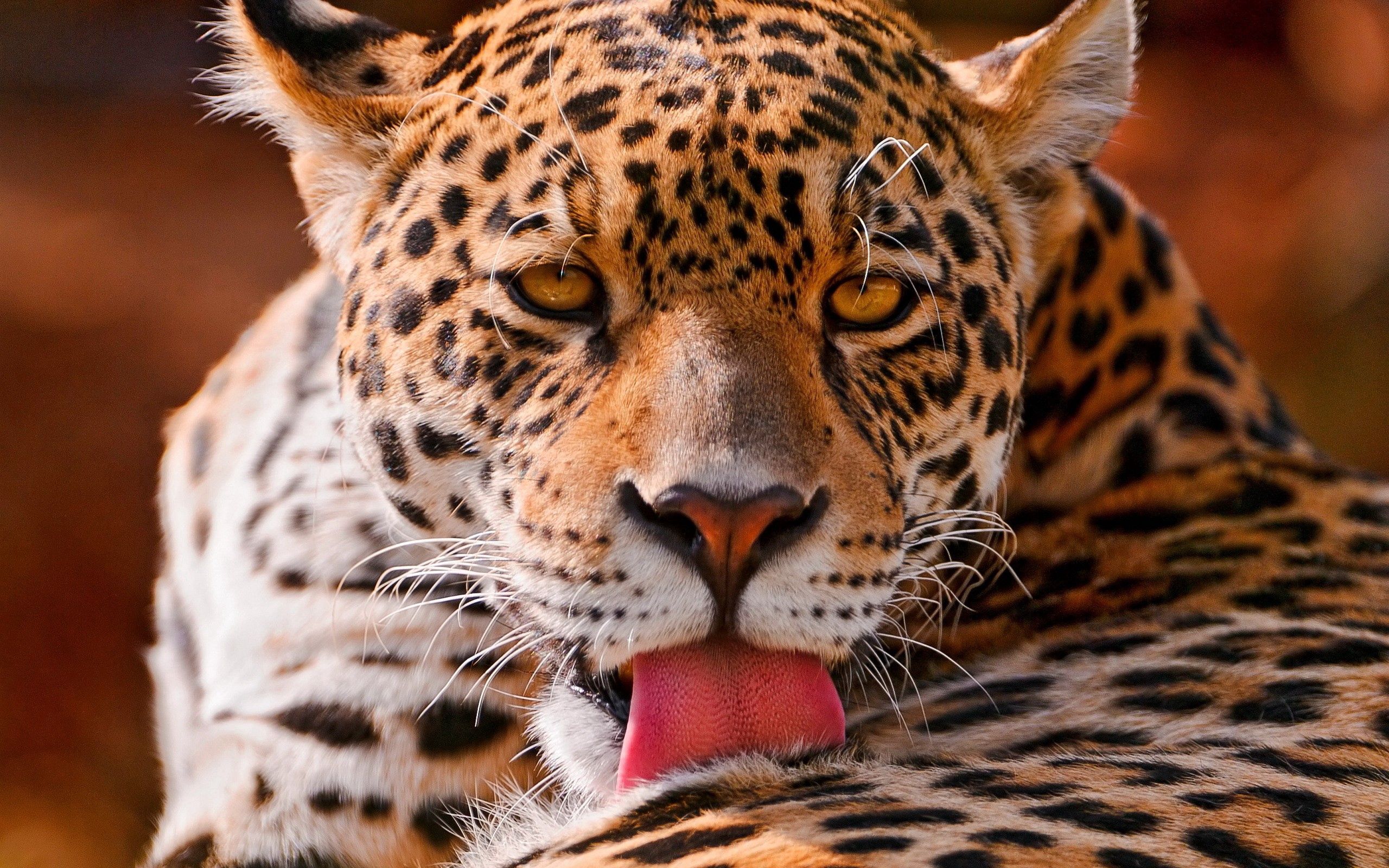 Download mobile wallpaper Muzzle, Close Up, Animals, Big Cat, Leopard for free.