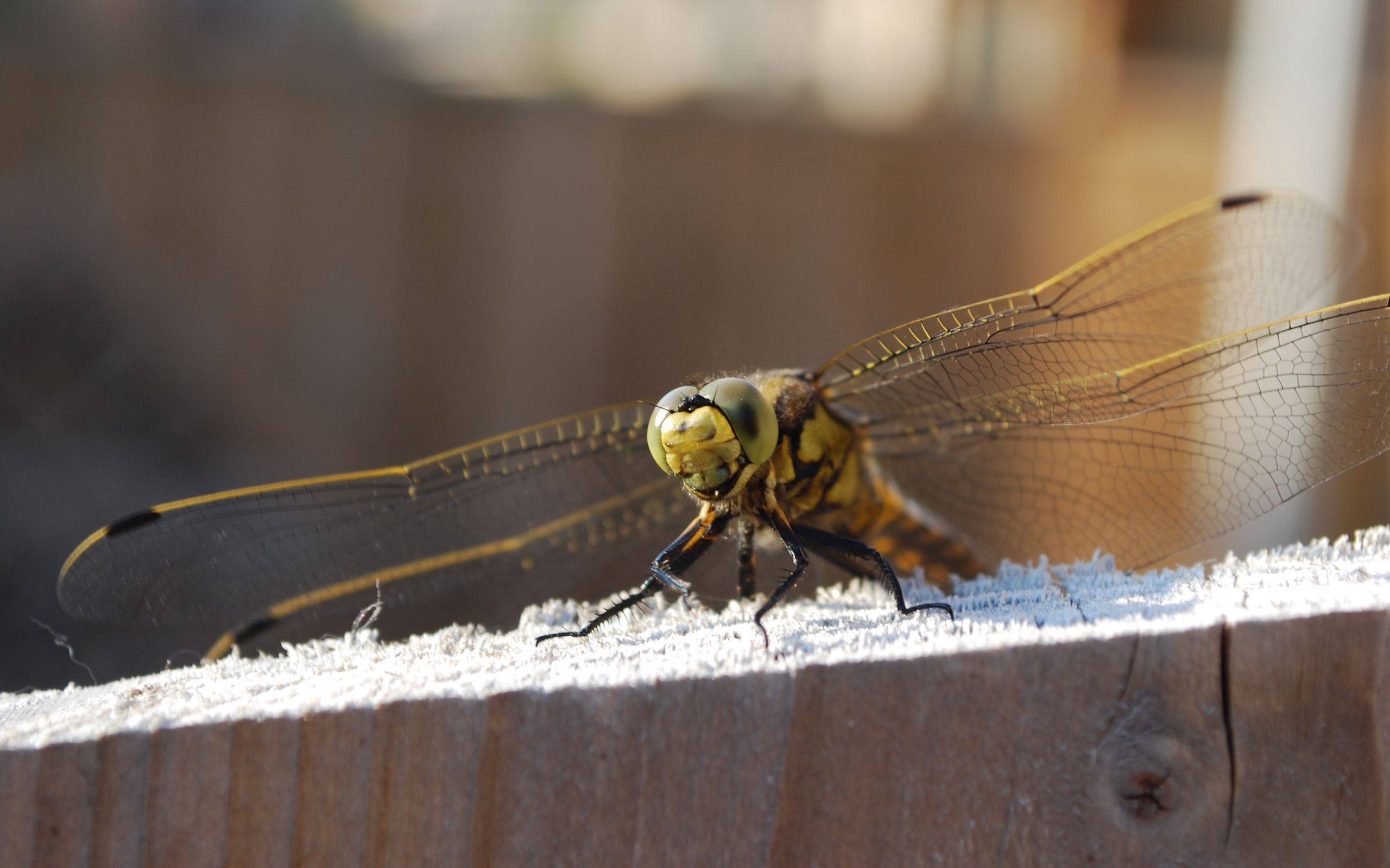 Free download wallpaper Sit, Insect, Dragonfly, Animals, Wings on your PC desktop