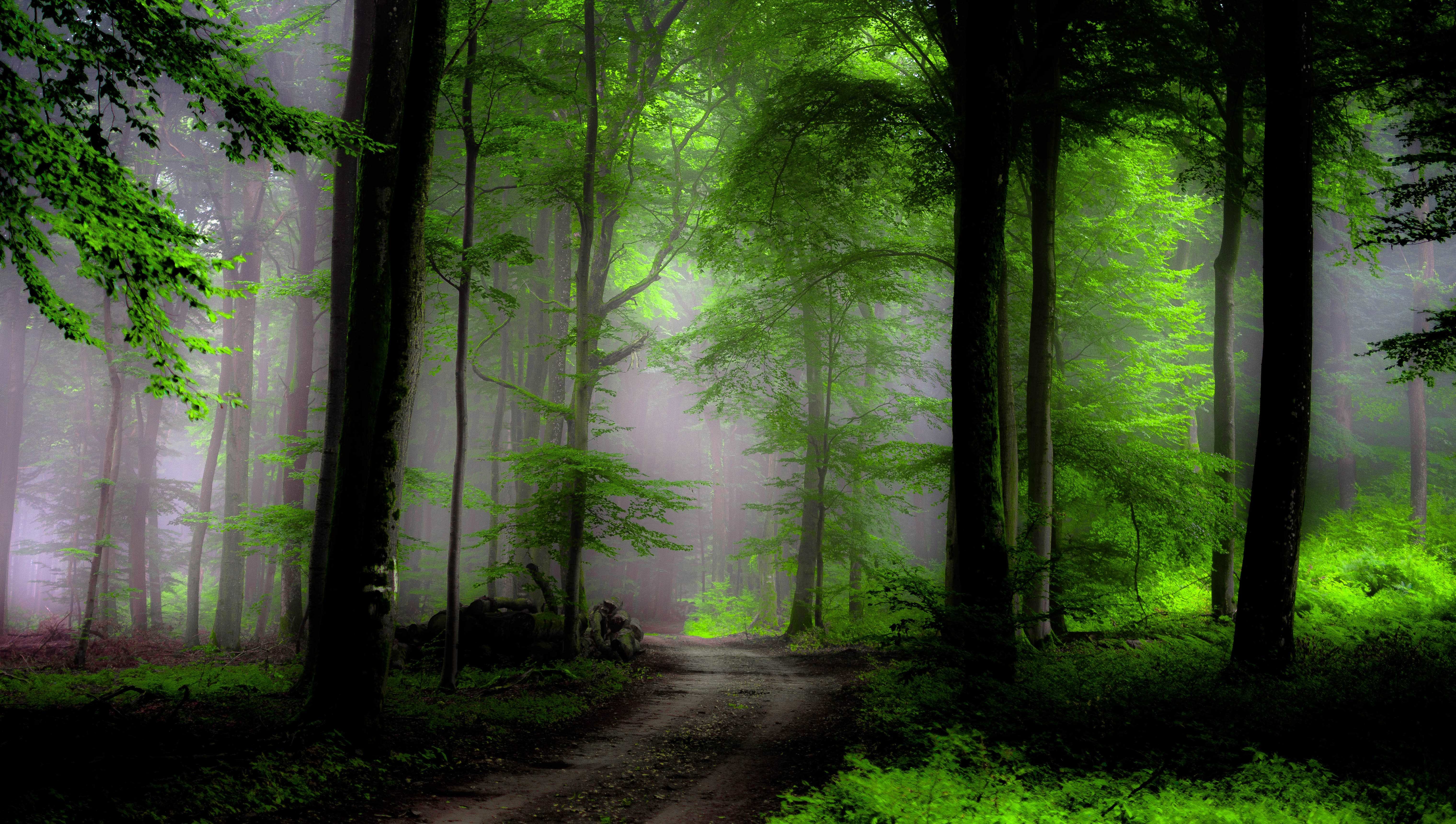 Download mobile wallpaper Forest, Fog, Earth, Path, Greenery for free.