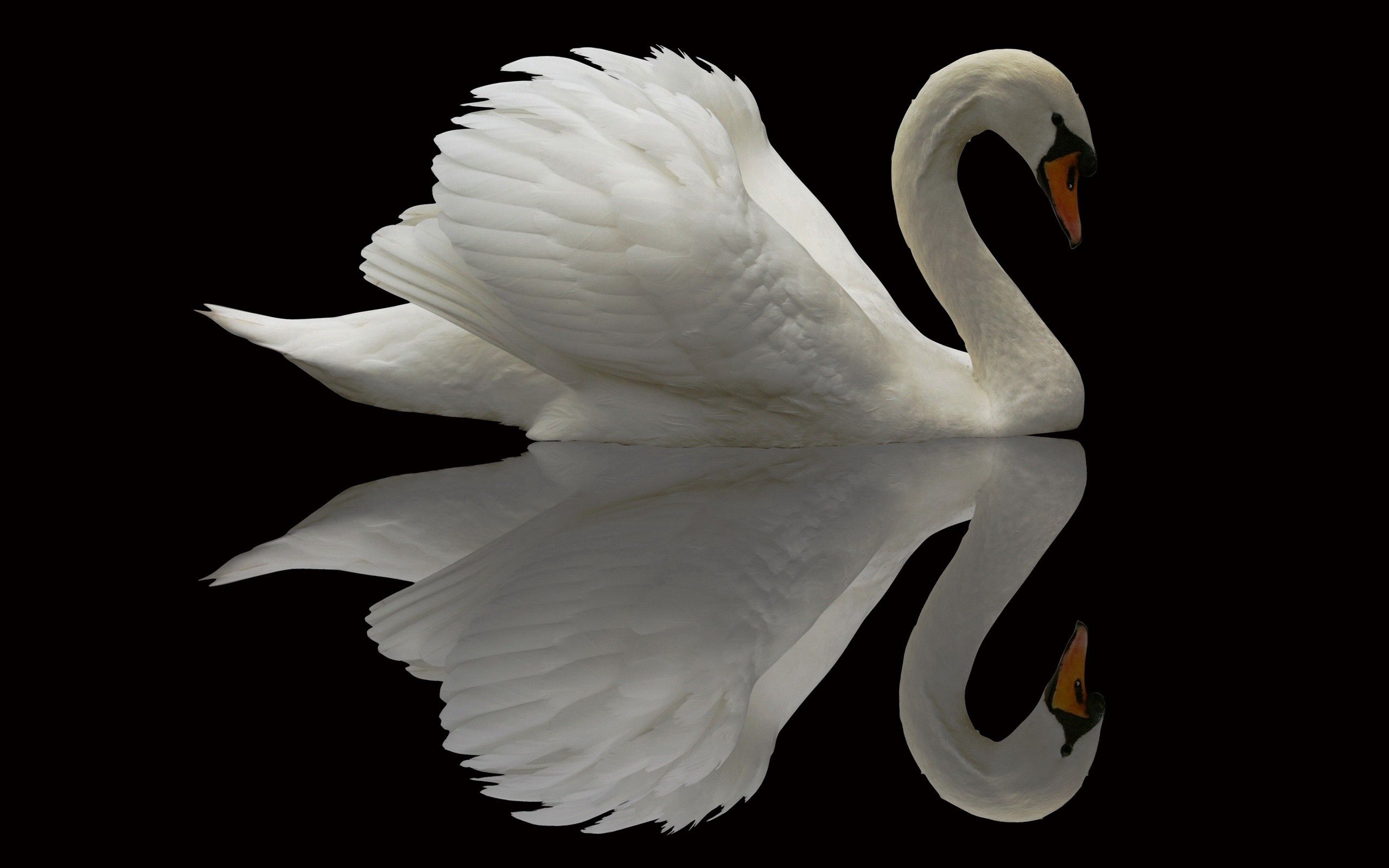 animals, bird, beautiful, swan, grace, plumage Panoramic Wallpaper